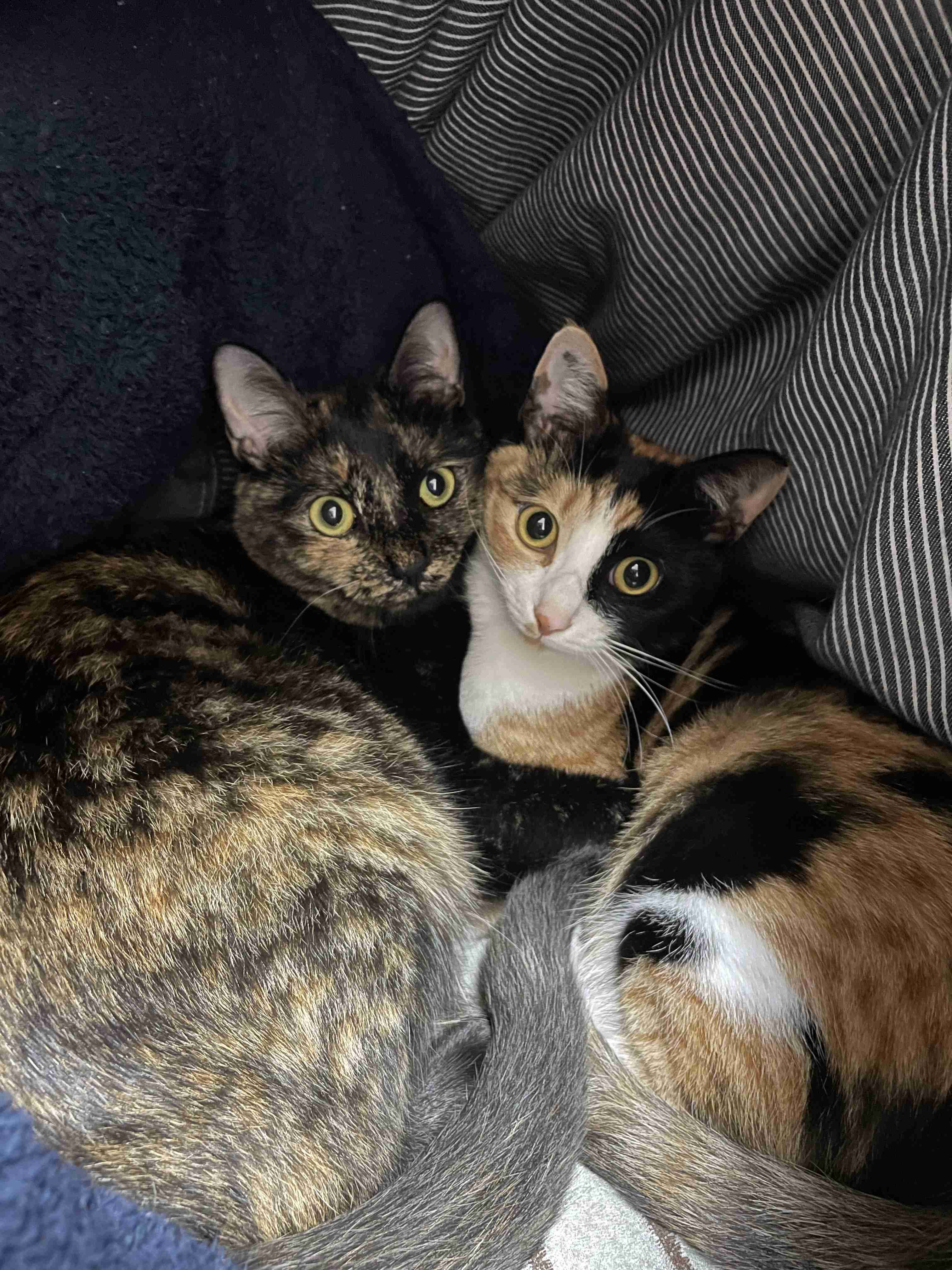 愛猫の子猫時代 part2