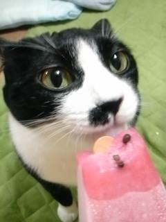 愛猫の子猫時代 part2