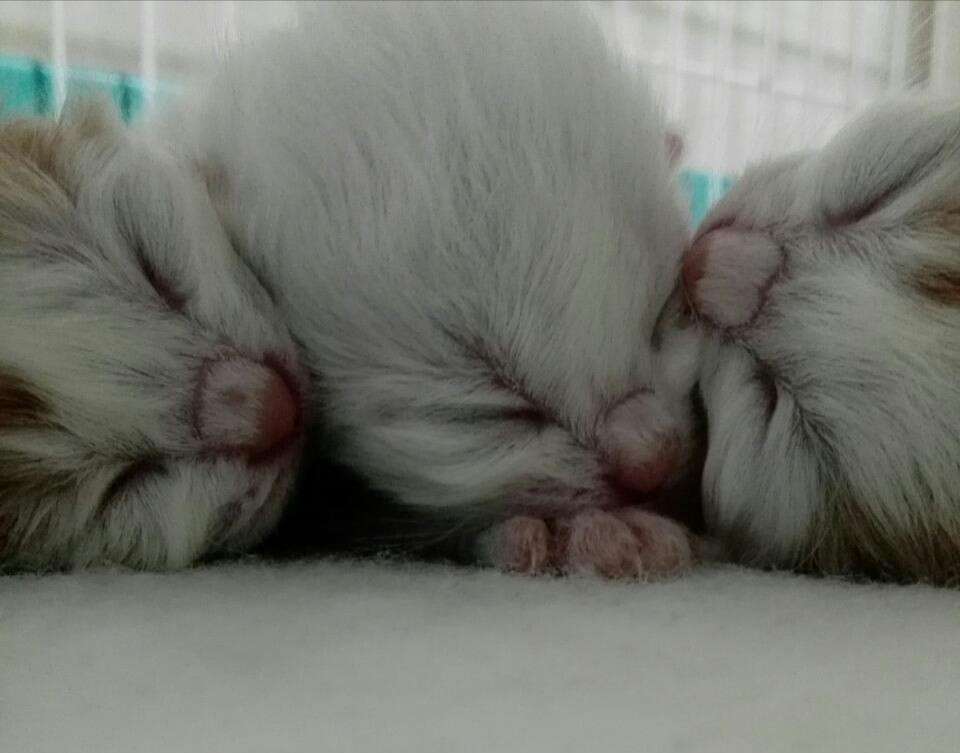 愛猫の子猫時代 part2