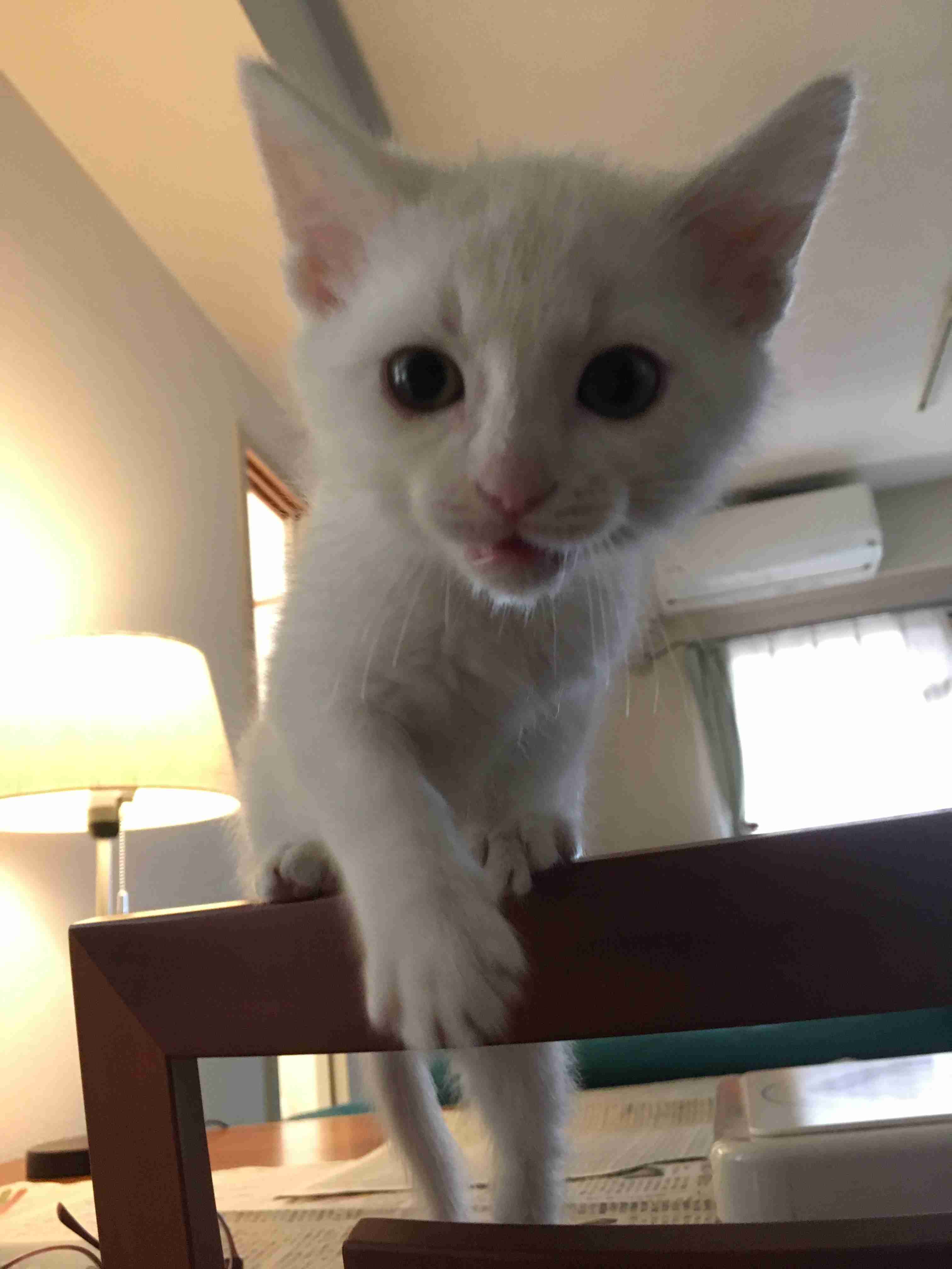 愛猫の子猫時代 part2