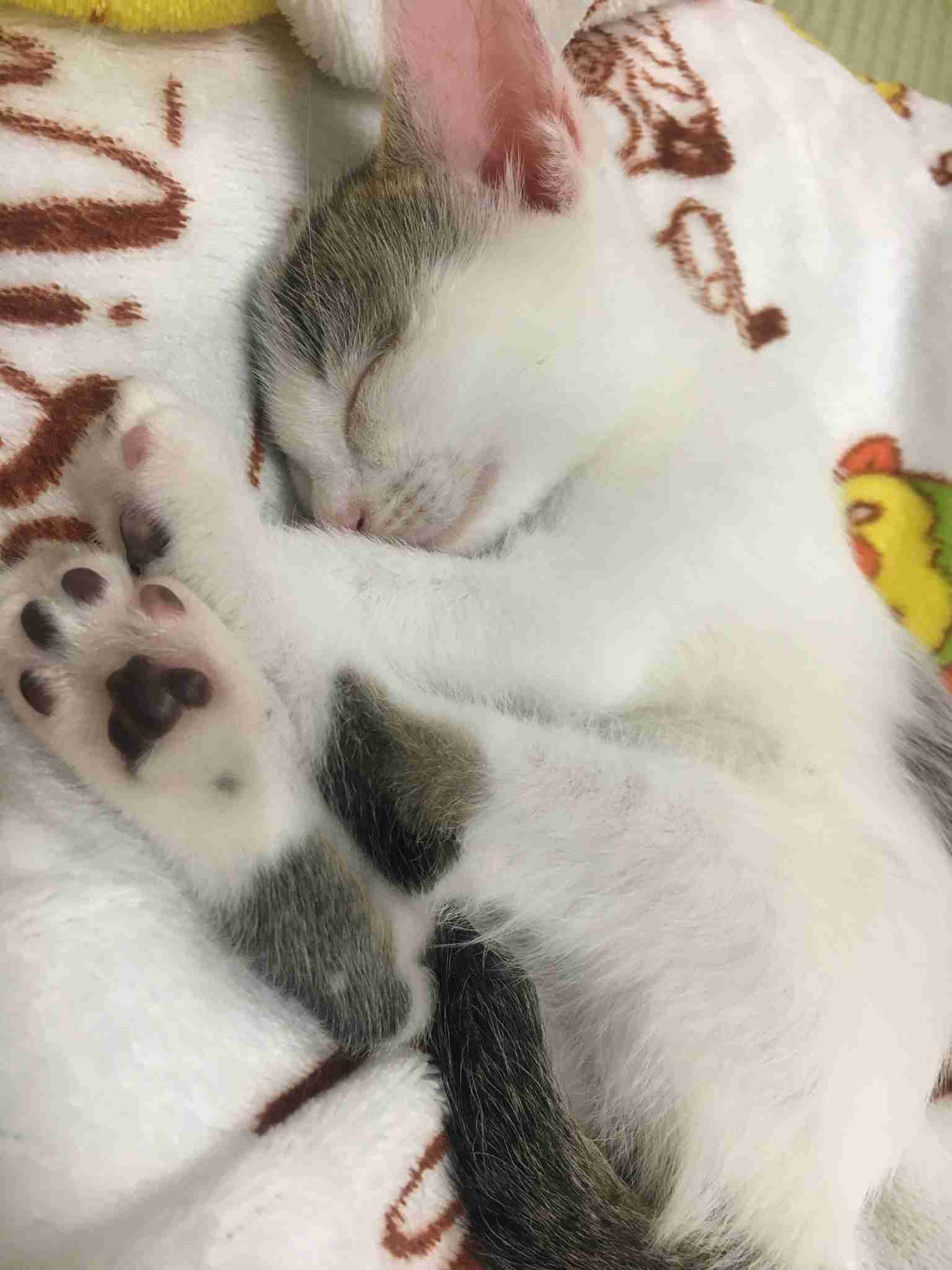 愛猫の子猫時代 part2