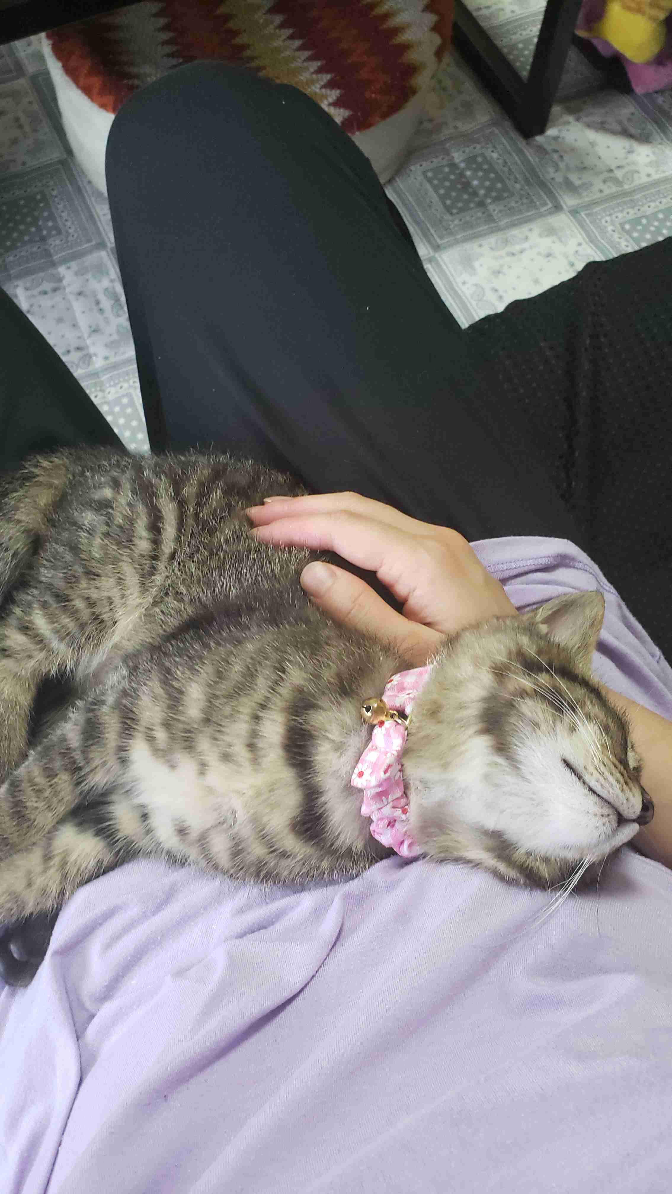 愛猫の子猫時代 part2