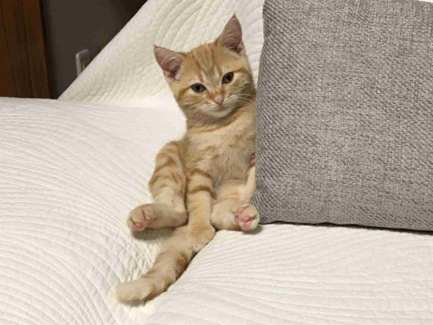 愛猫の子猫時代 part2