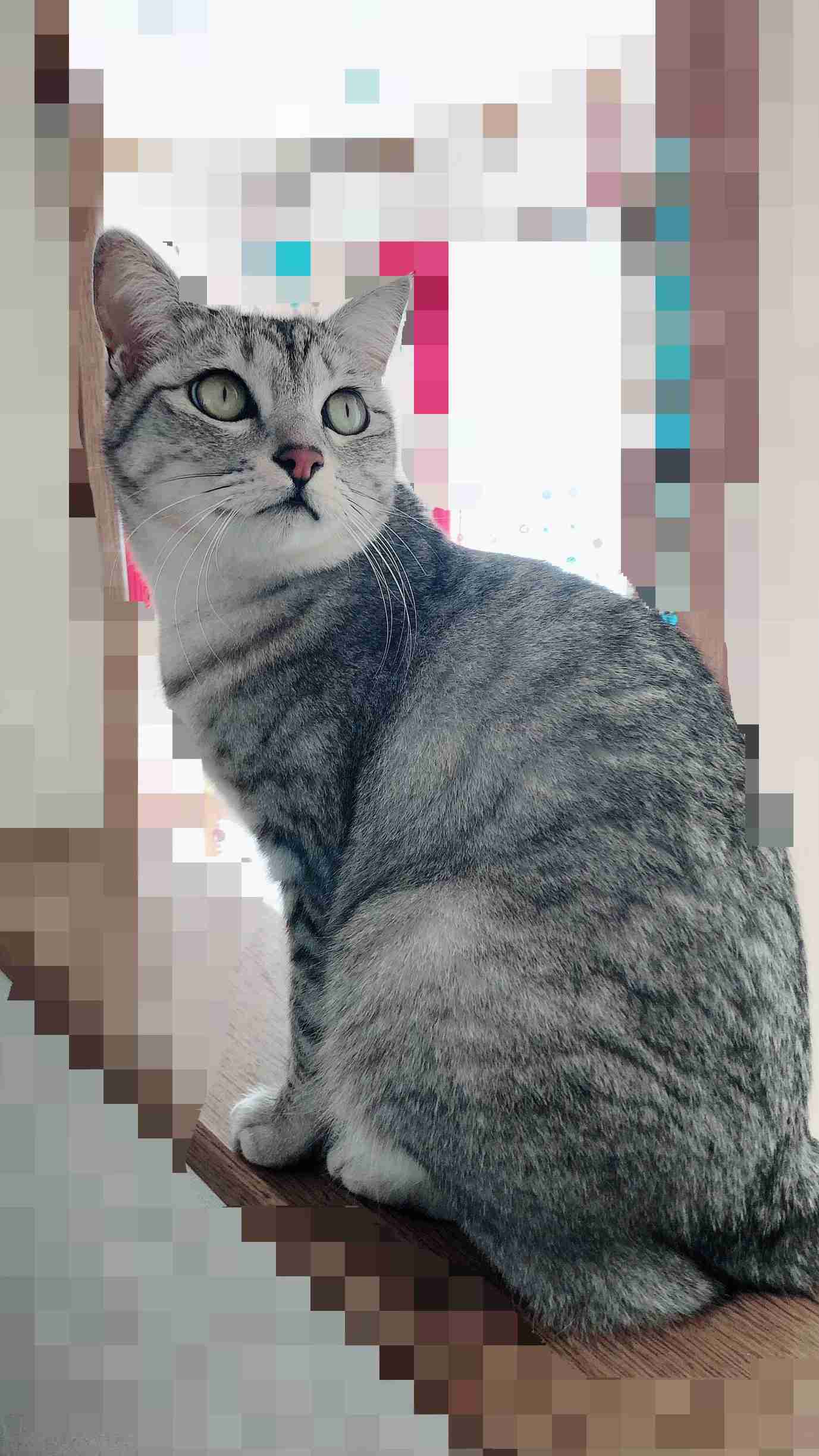 愛猫の子猫時代 part2