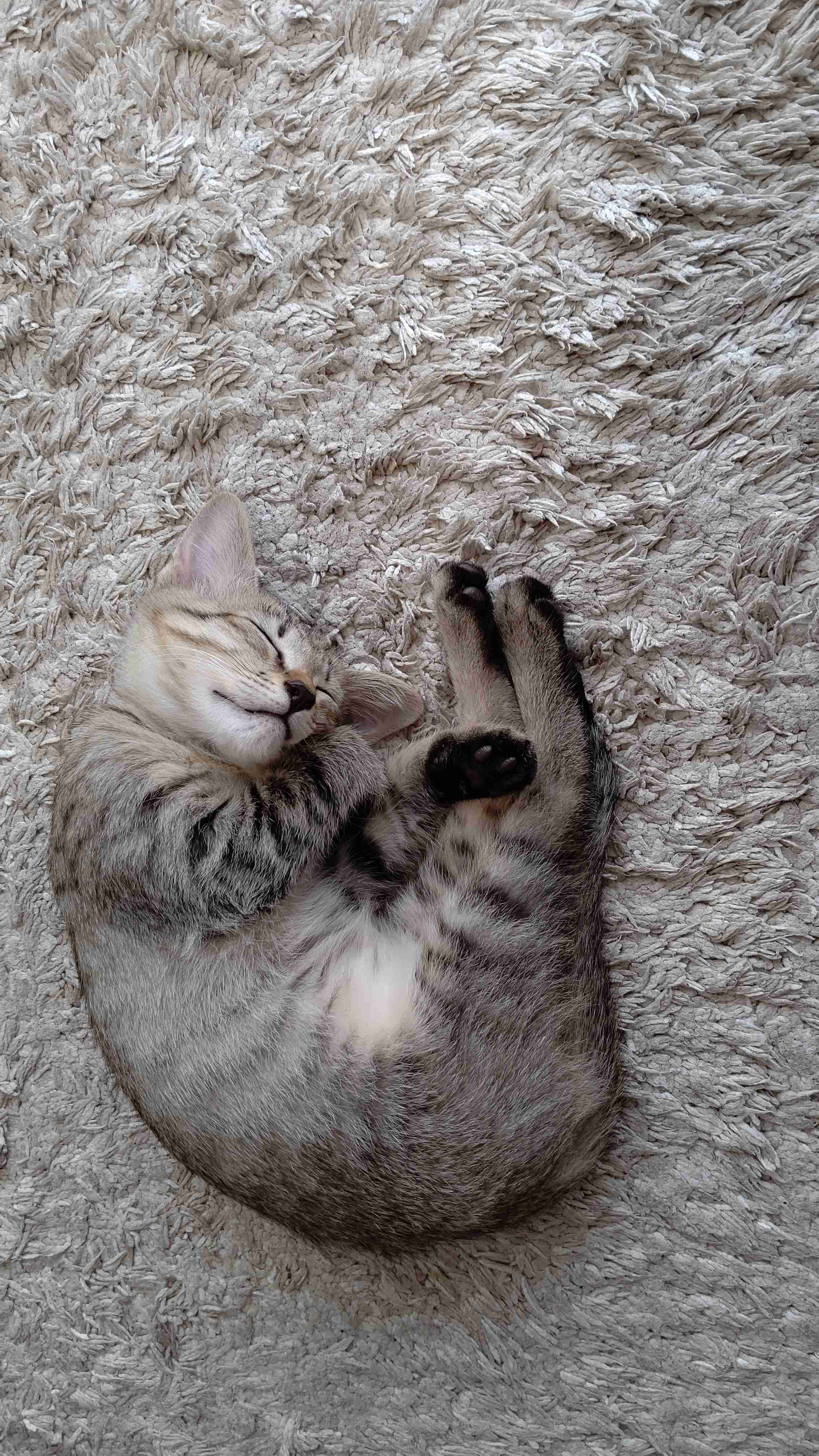 愛猫の子猫時代 part2