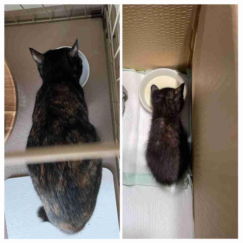 愛猫の子猫時代 part2