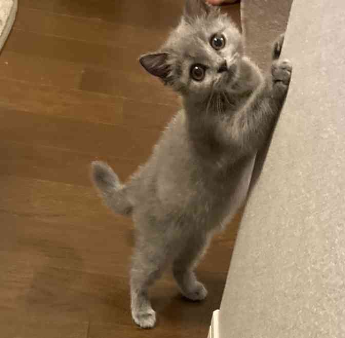 愛猫の子猫時代 part2