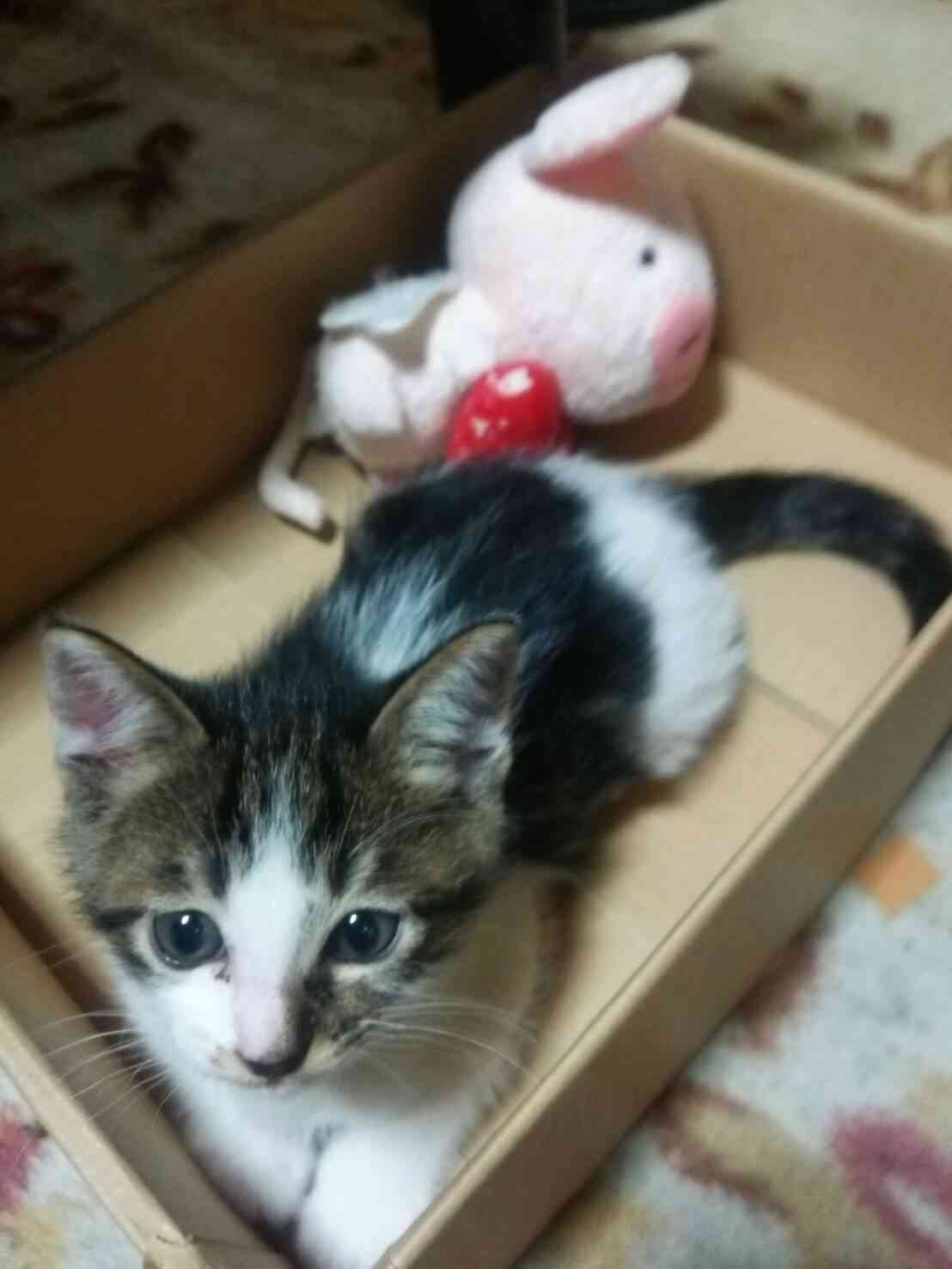 愛猫の子猫時代 part2