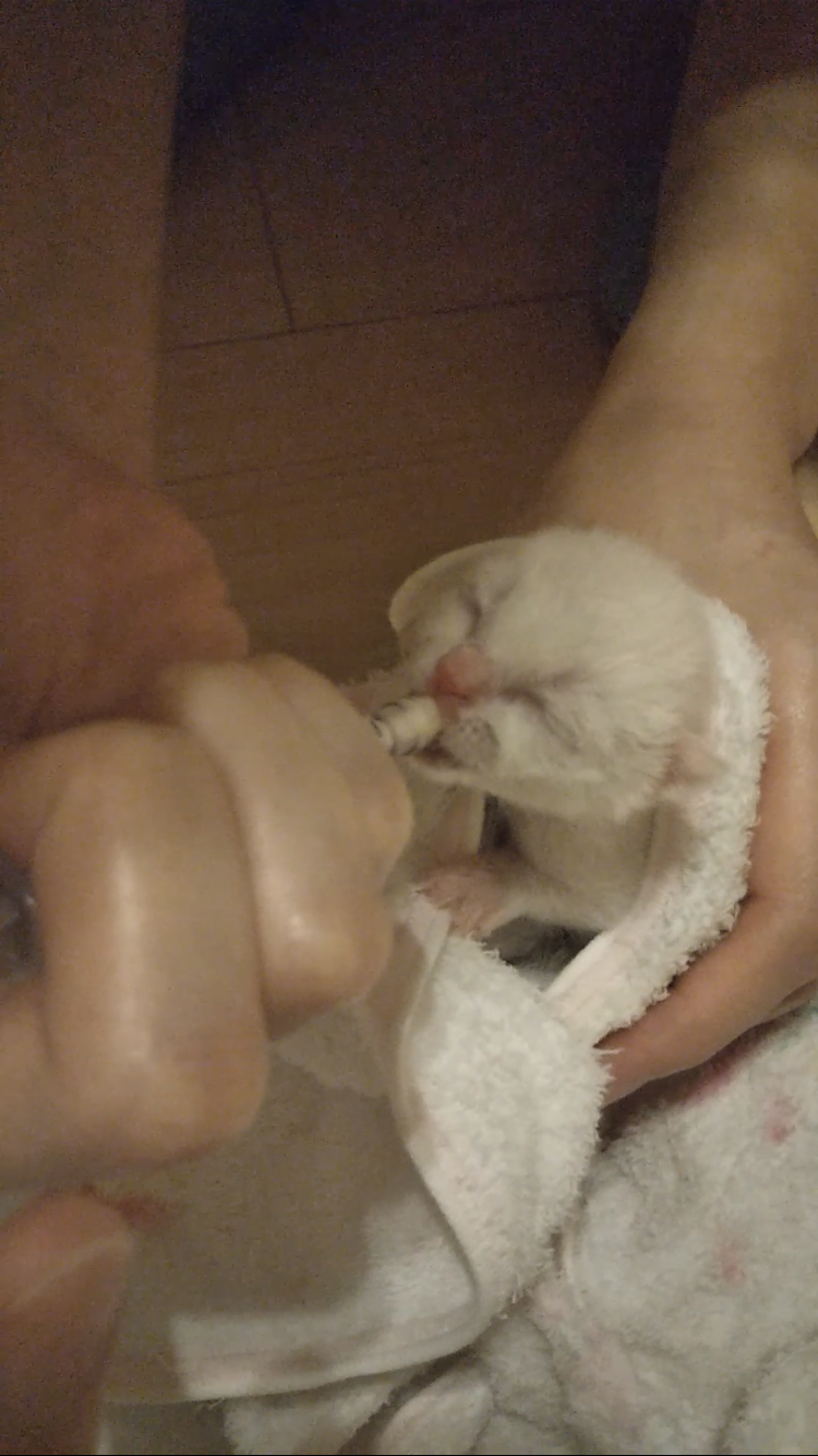 愛猫の子猫時代 part2