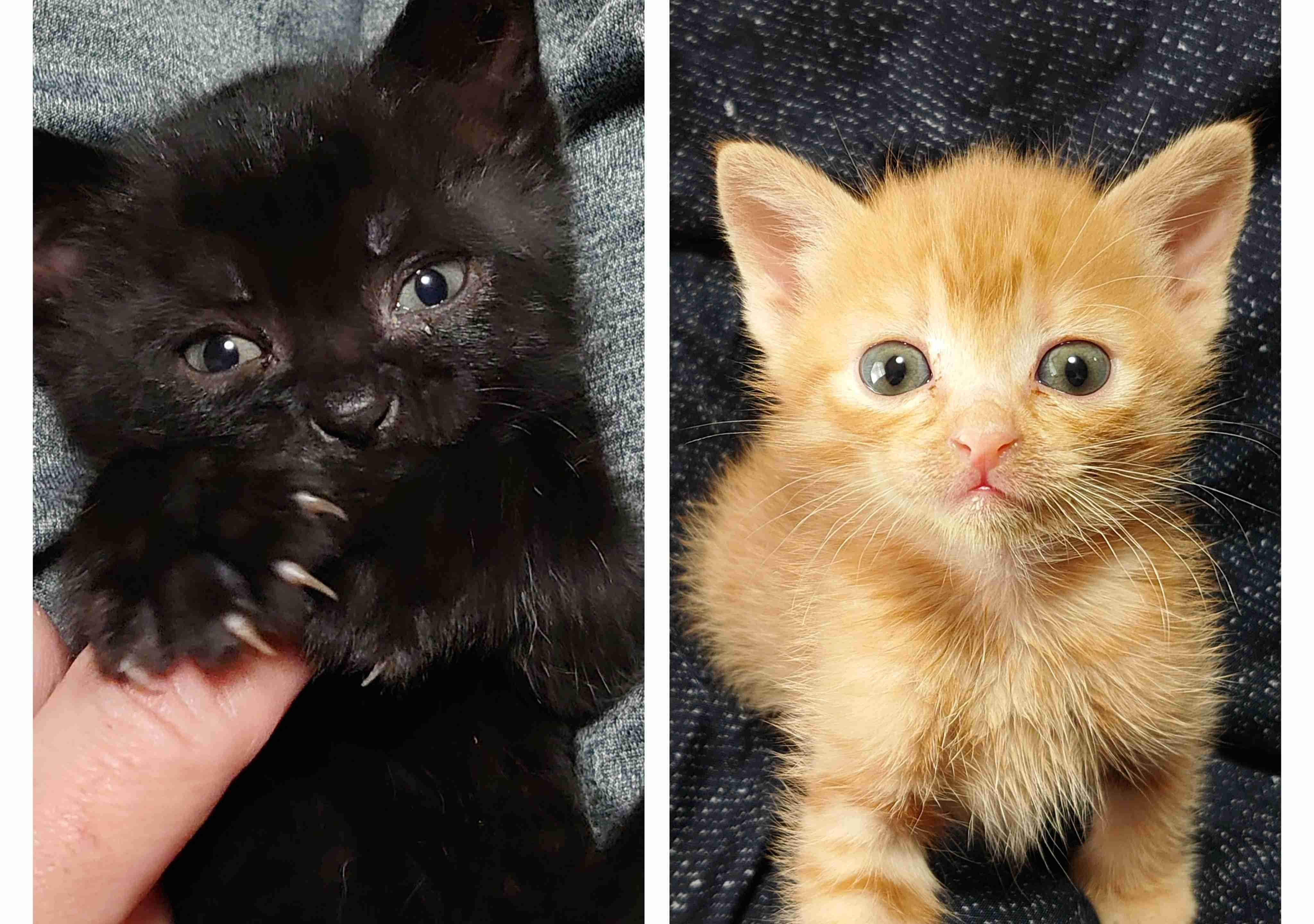 愛猫の子猫時代 part2