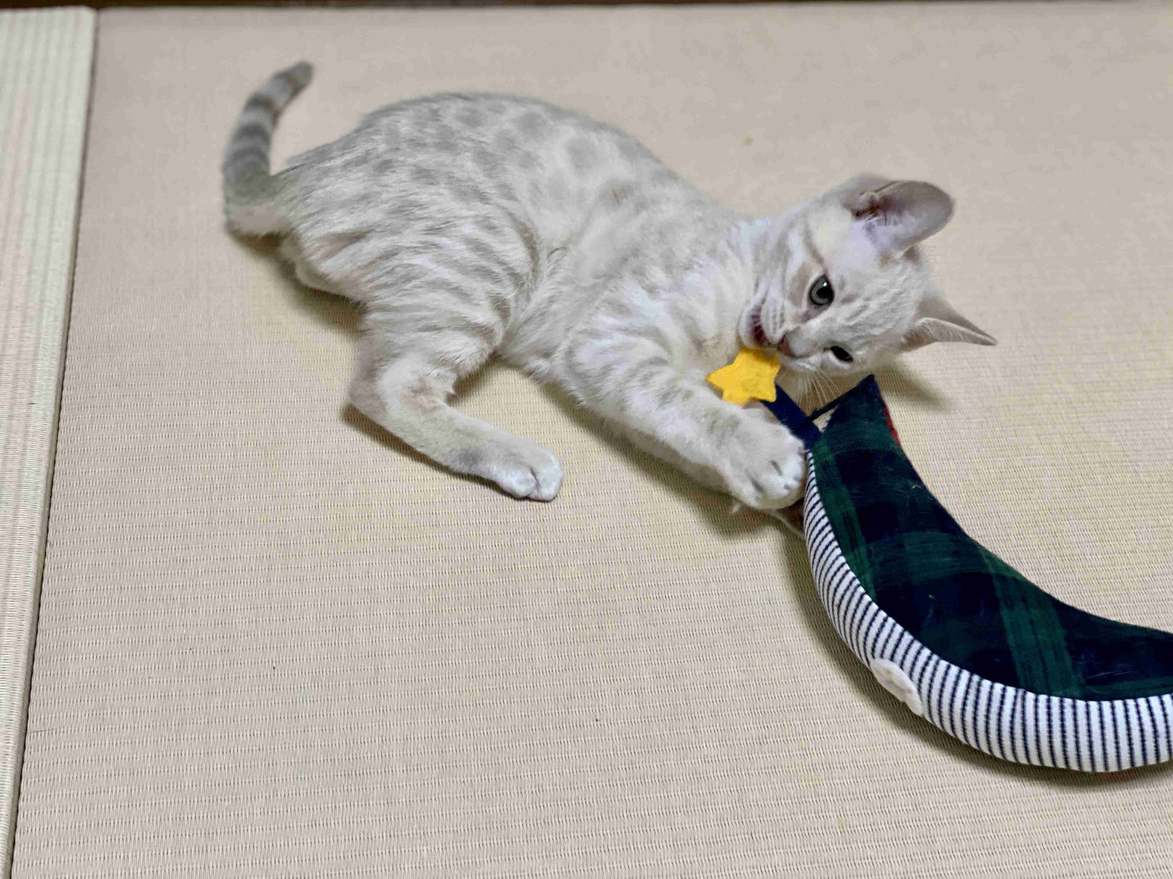 愛猫の子猫時代 part2