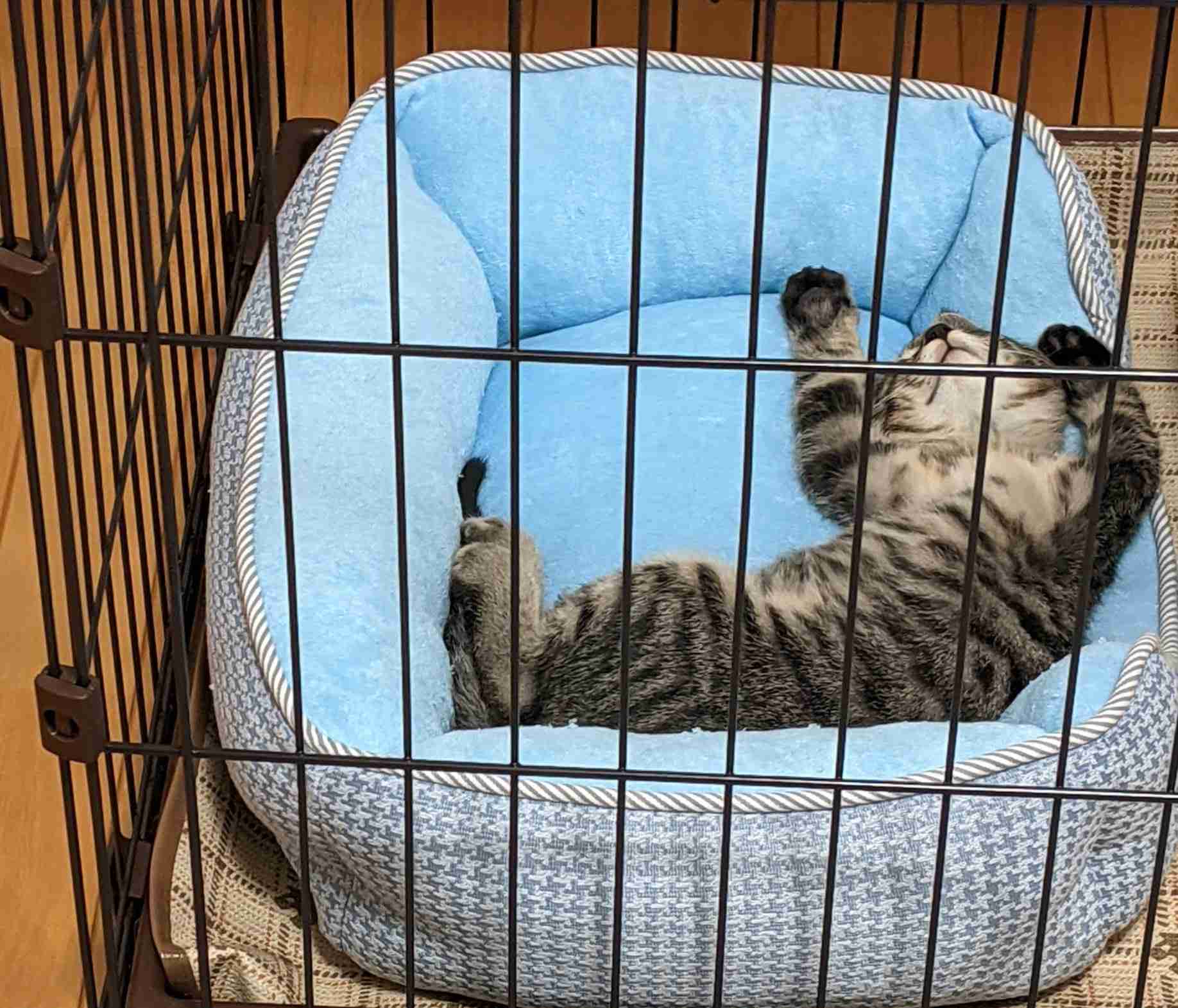 愛猫の子猫時代 part2