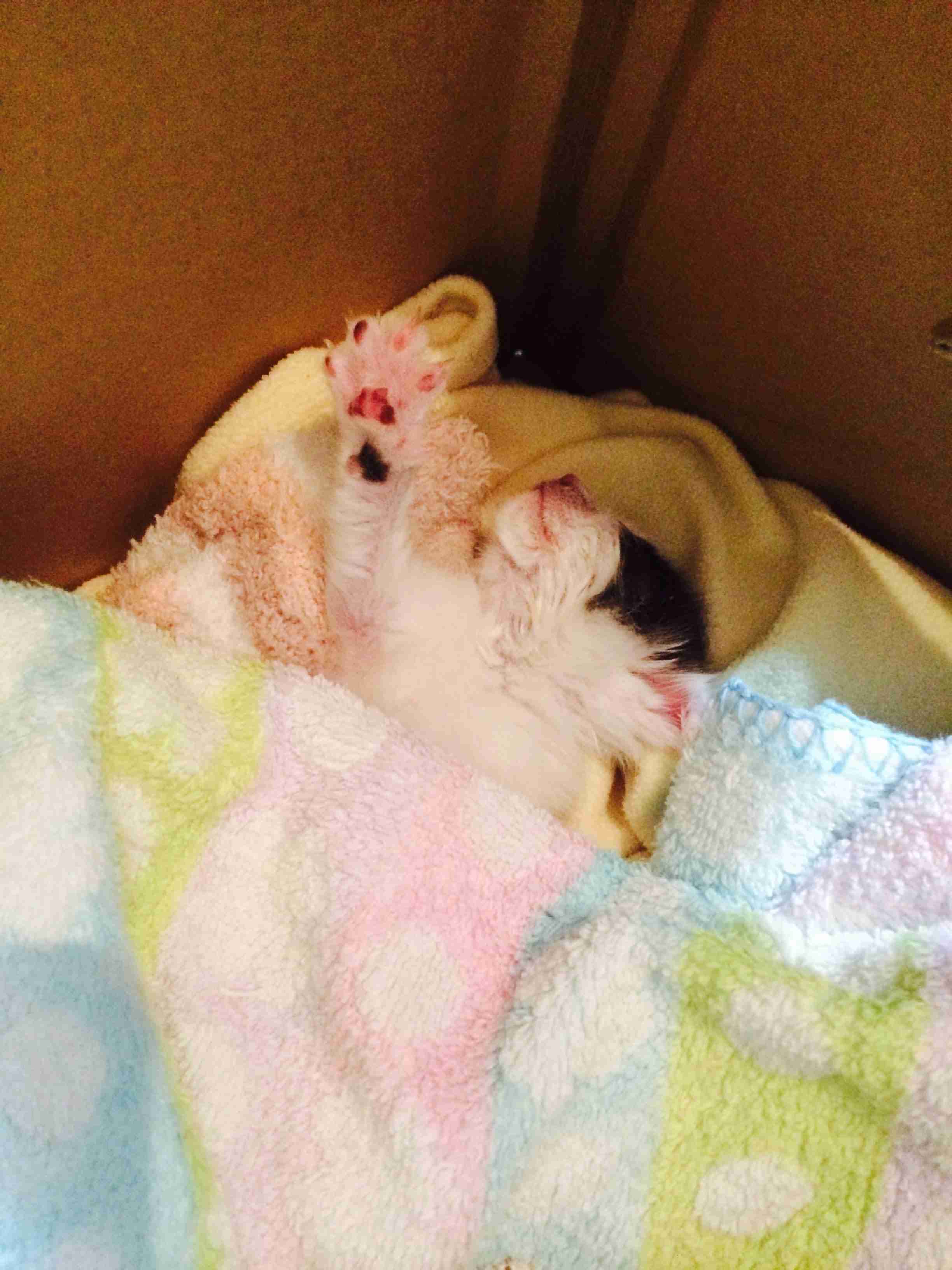 愛猫の子猫時代 part2