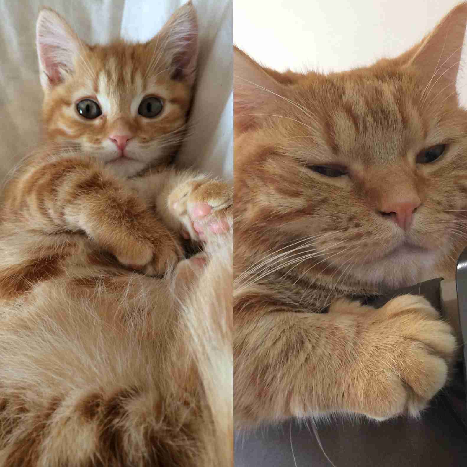 愛猫の子猫時代 part2