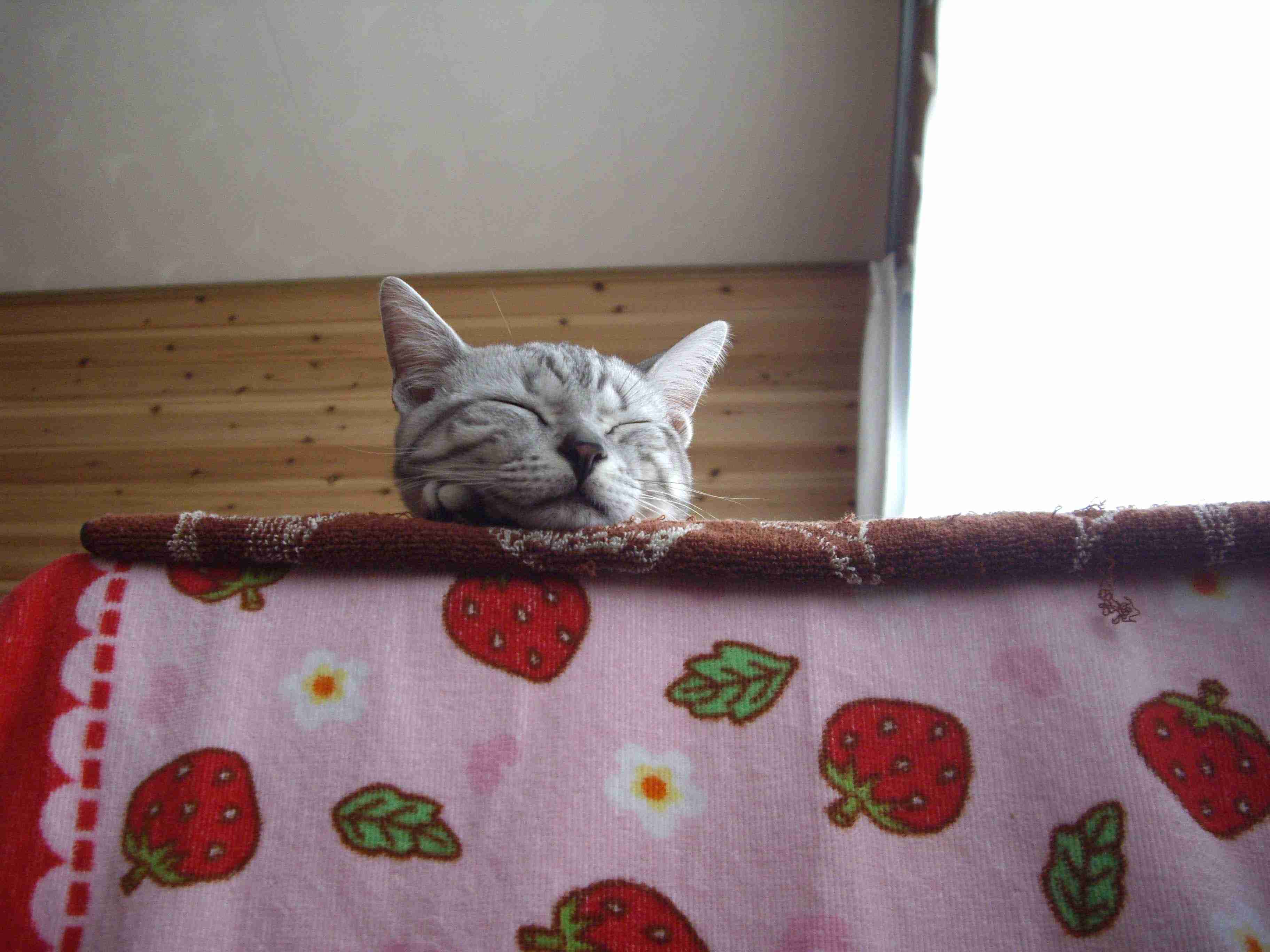 愛猫の子猫時代 part2