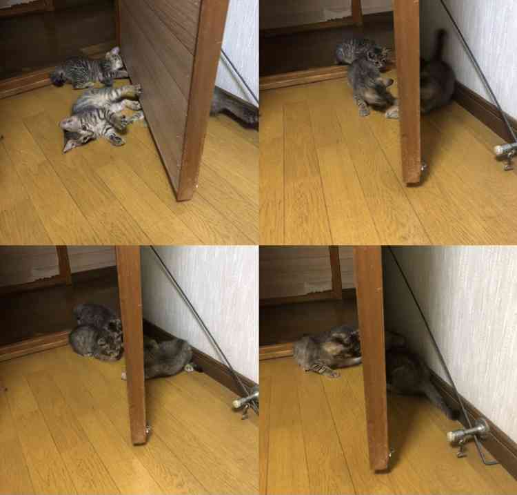 愛猫の子猫時代 part2