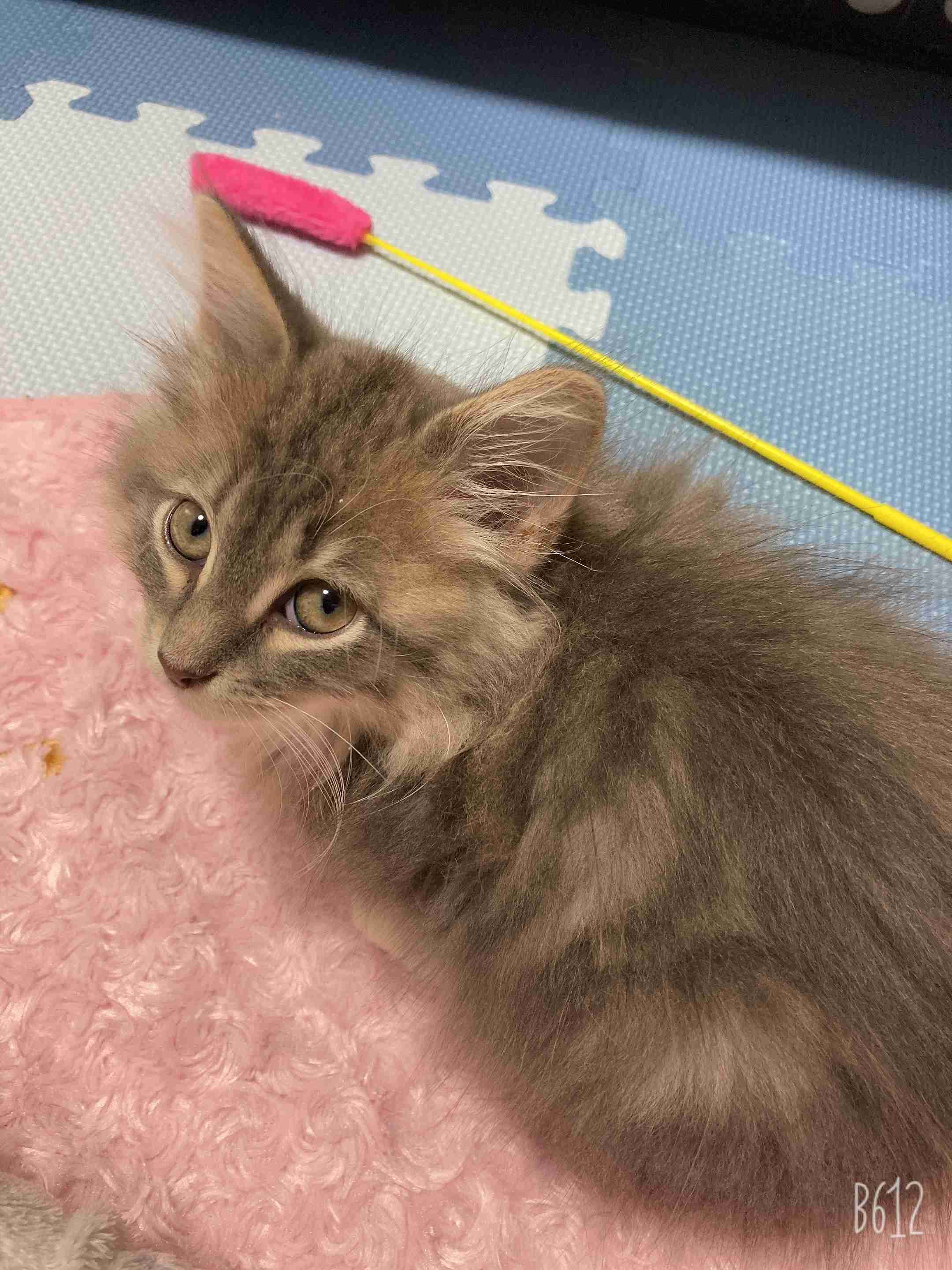 愛猫の子猫時代 part2