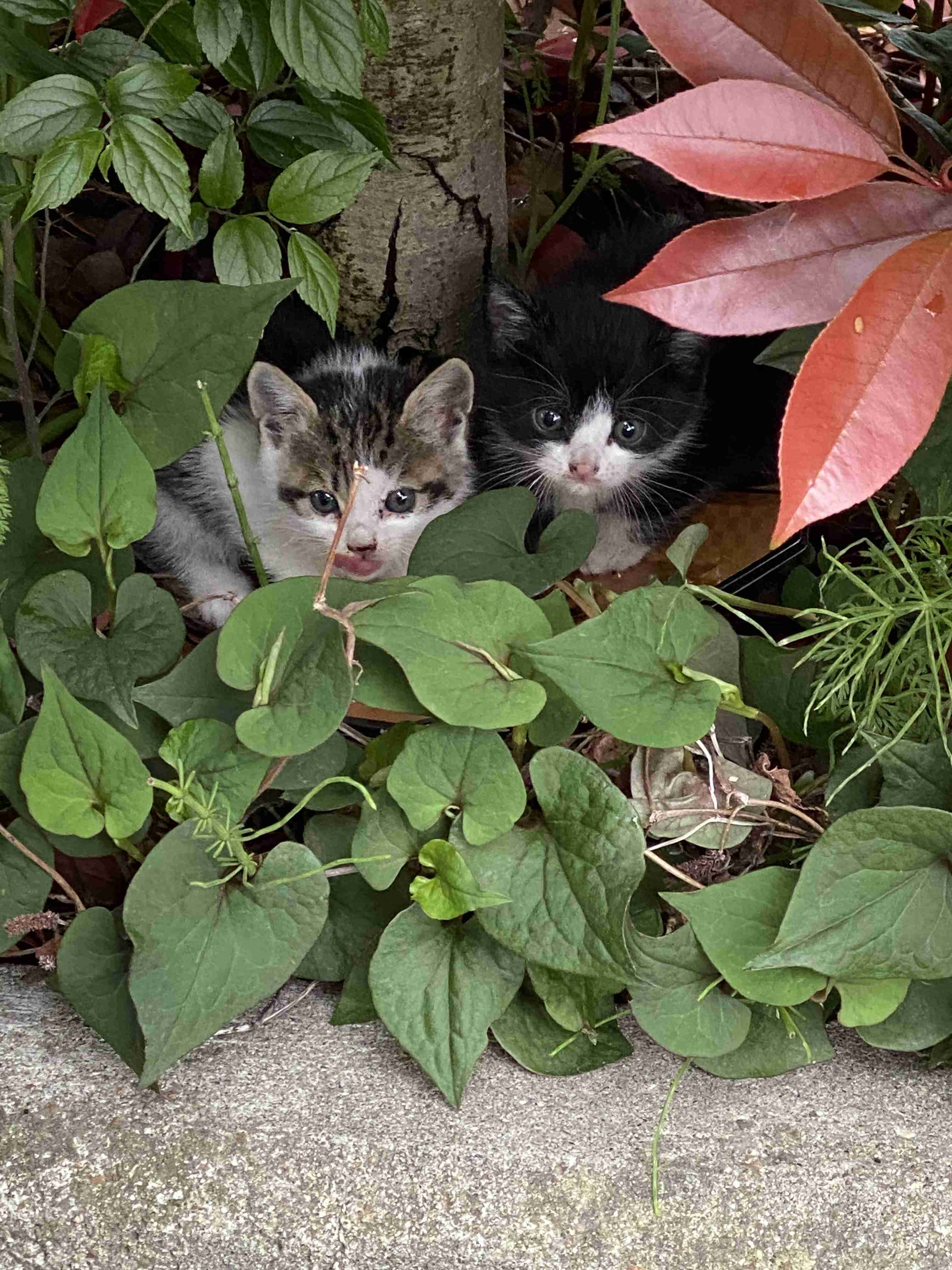 愛猫の子猫時代 part2