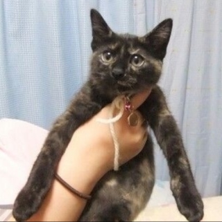 愛猫の子猫時代 part2