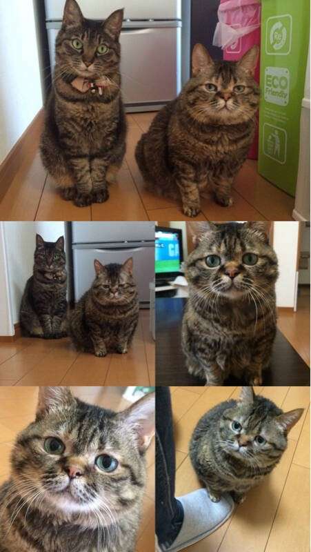 しっかり食べて痩せる!
