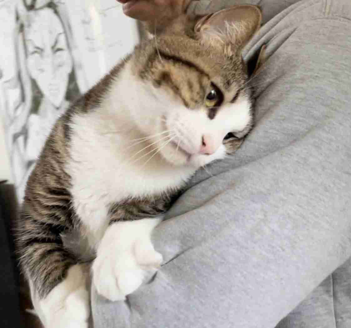 ペットとの意思疎通で1番凄かったことPart2