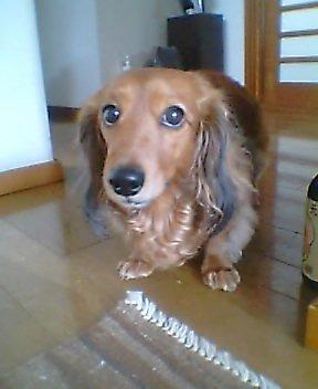 ペットとの意思疎通で1番凄かったことPart2