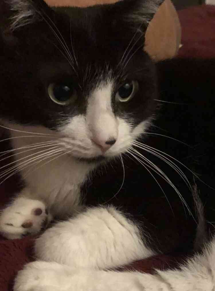 ペットとの意思疎通で1番凄かったことPart2