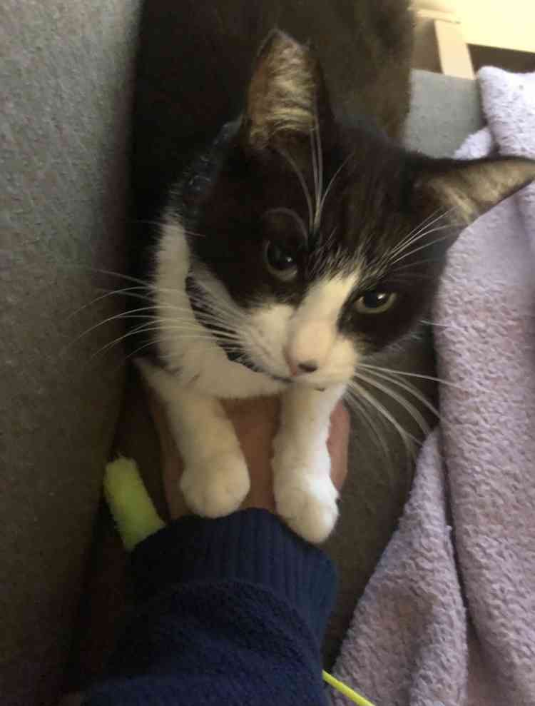 ペットとの意思疎通で1番凄かったことPart2