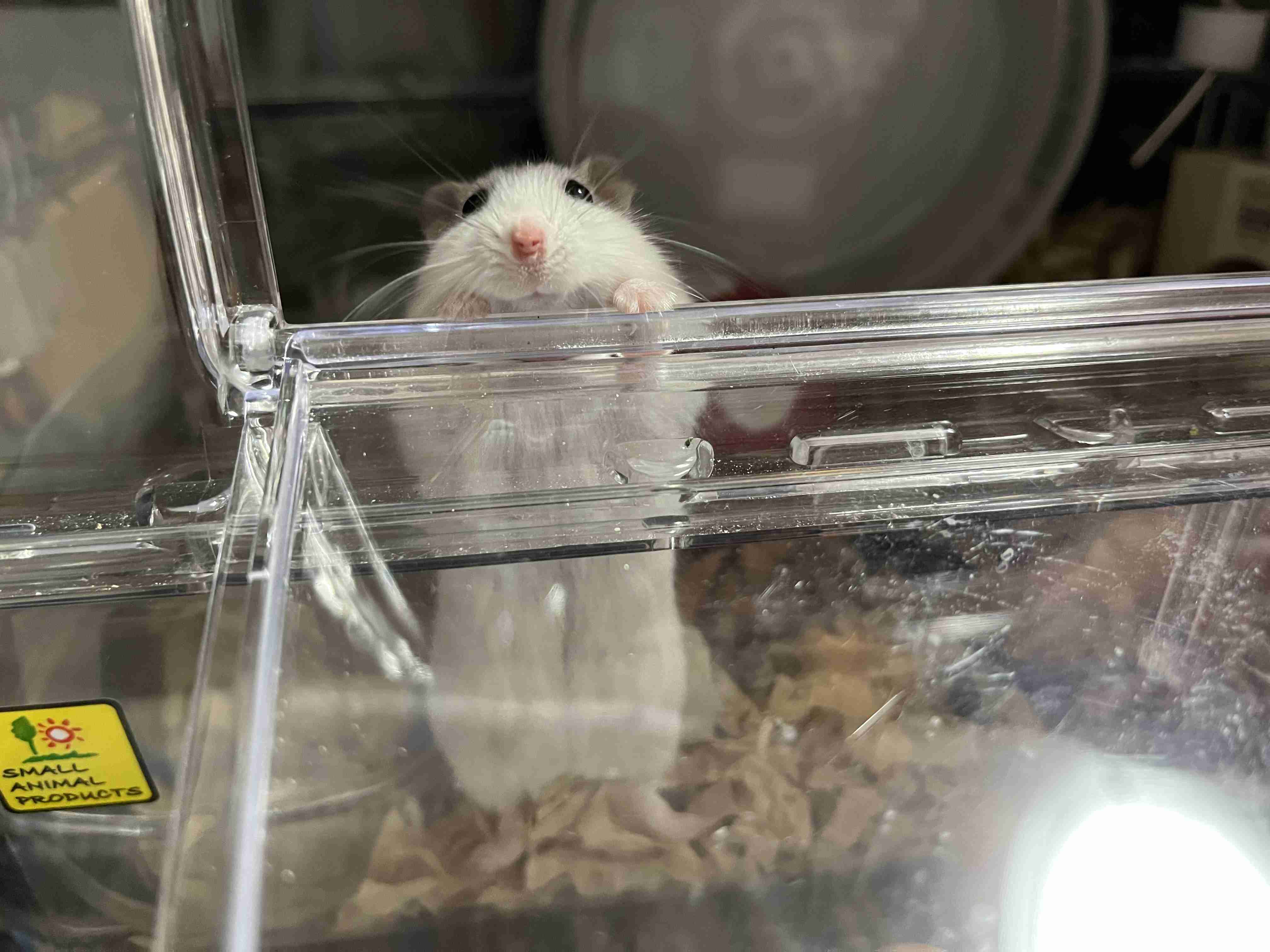 ペットとの意思疎通で1番凄かったことPart2