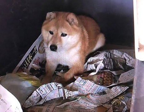 ペットとの意思疎通で1番凄かったことPart2