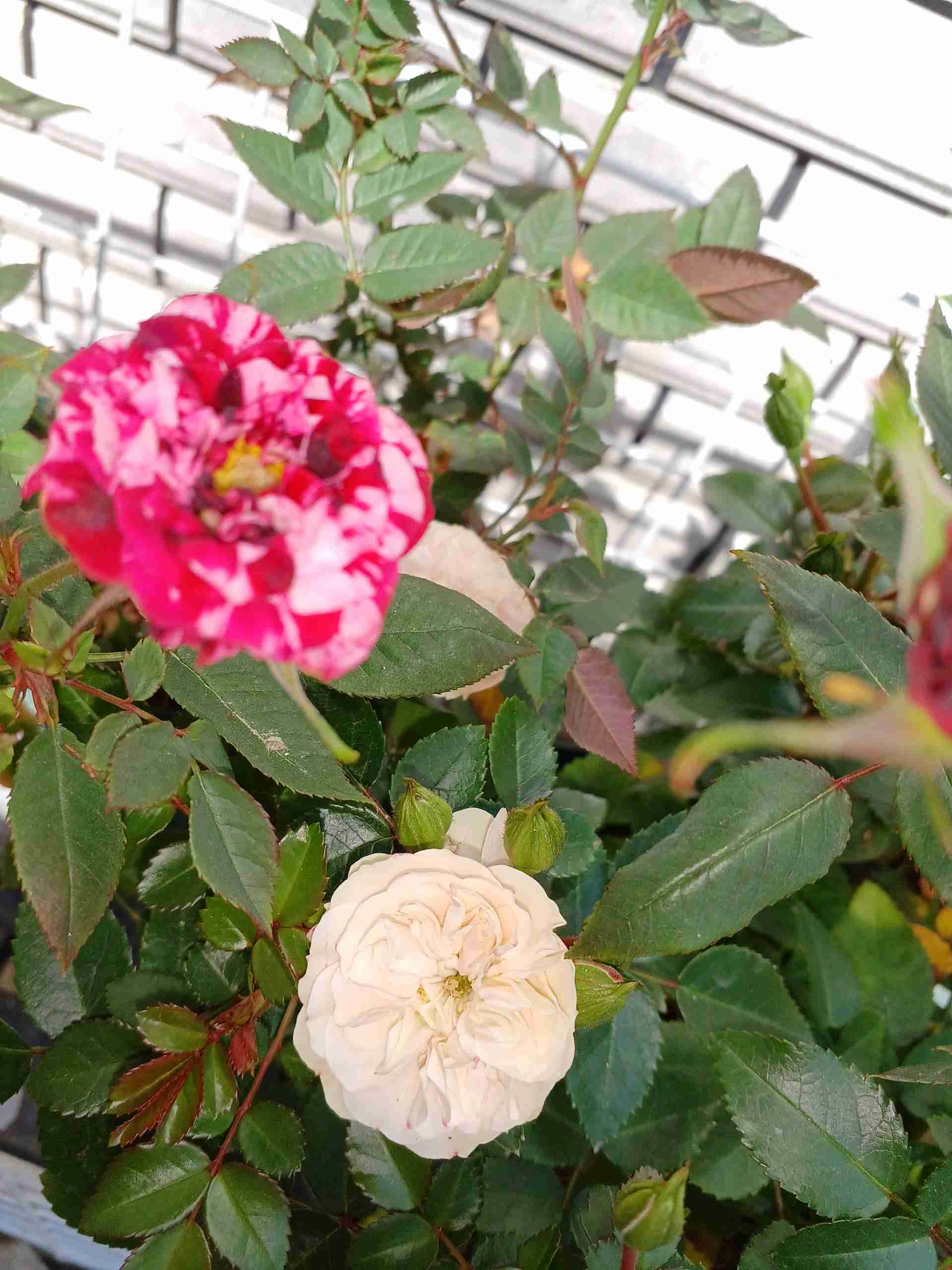 【ガーデニング】ガルちゃん園芸部【花・植物】part.12