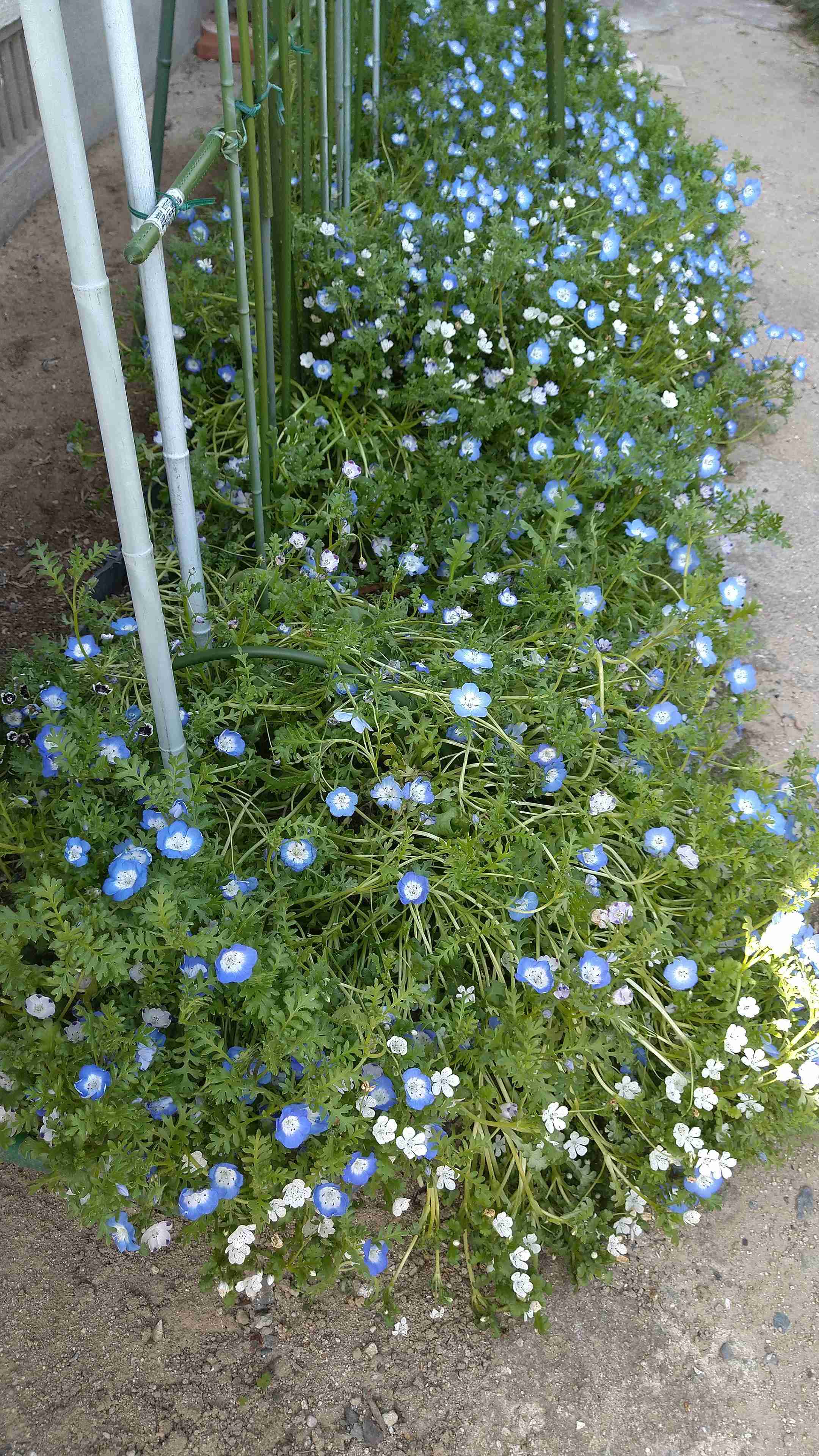 【ガーデニング】ガルちゃん園芸部【花・植物】part.12