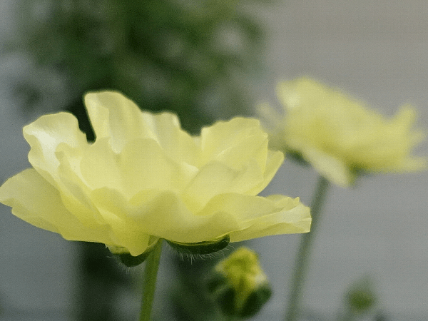 【ガーデニング】ガルちゃん園芸部【花・植物】part.12