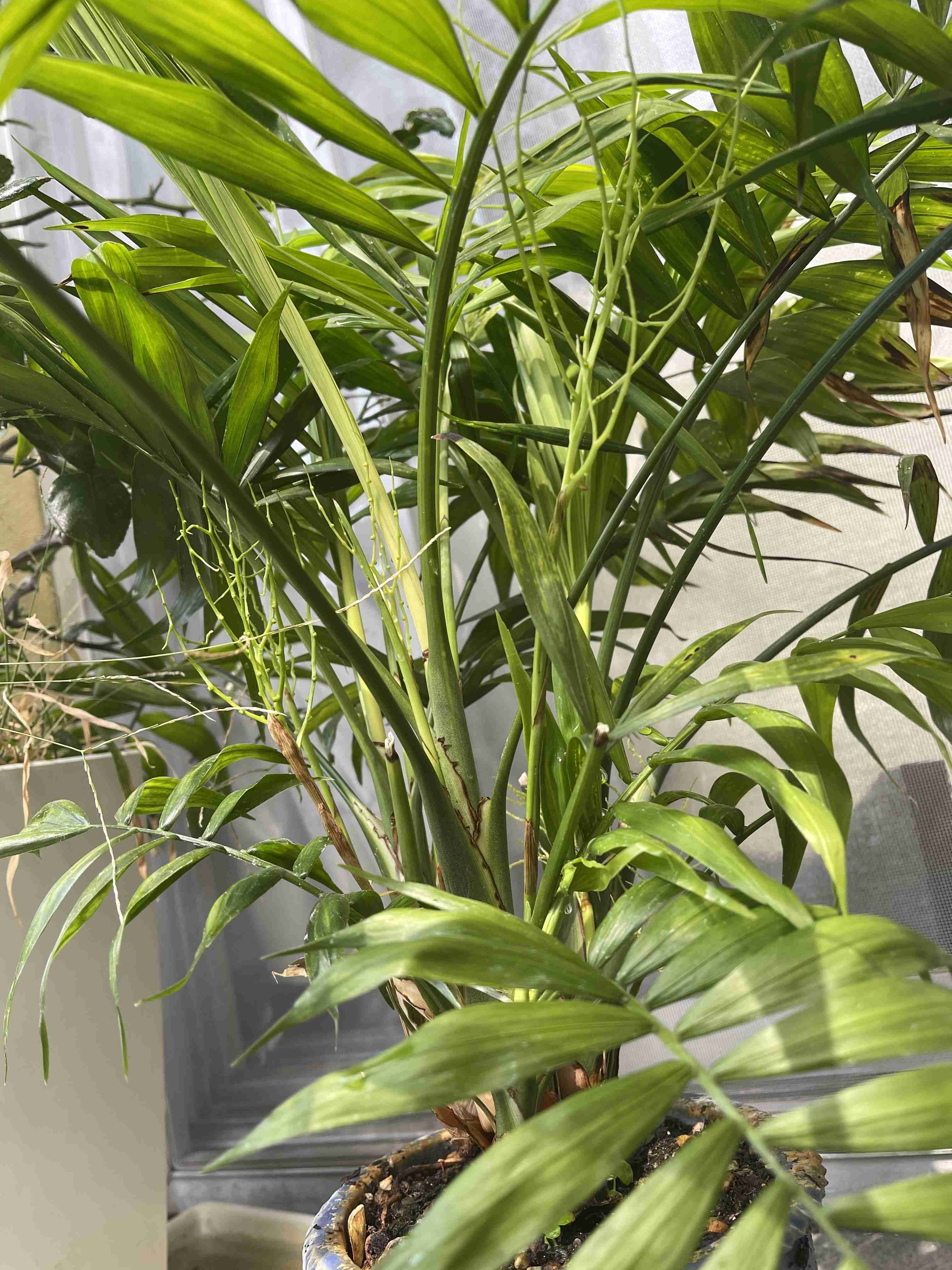 【ガーデニング】ガルちゃん園芸部【花・植物】part.12