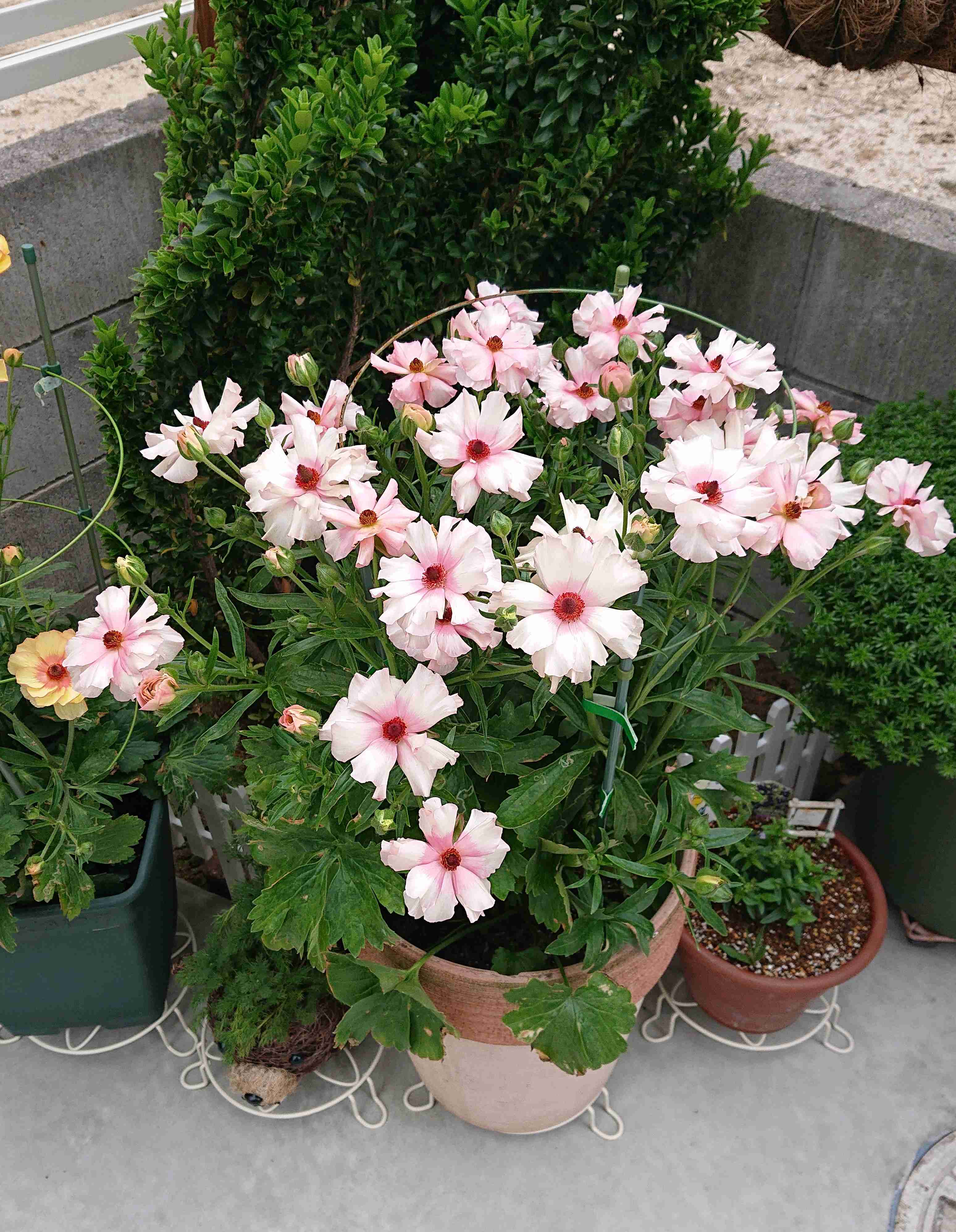 【ガーデニング】ガルちゃん園芸部【花・植物】part.12