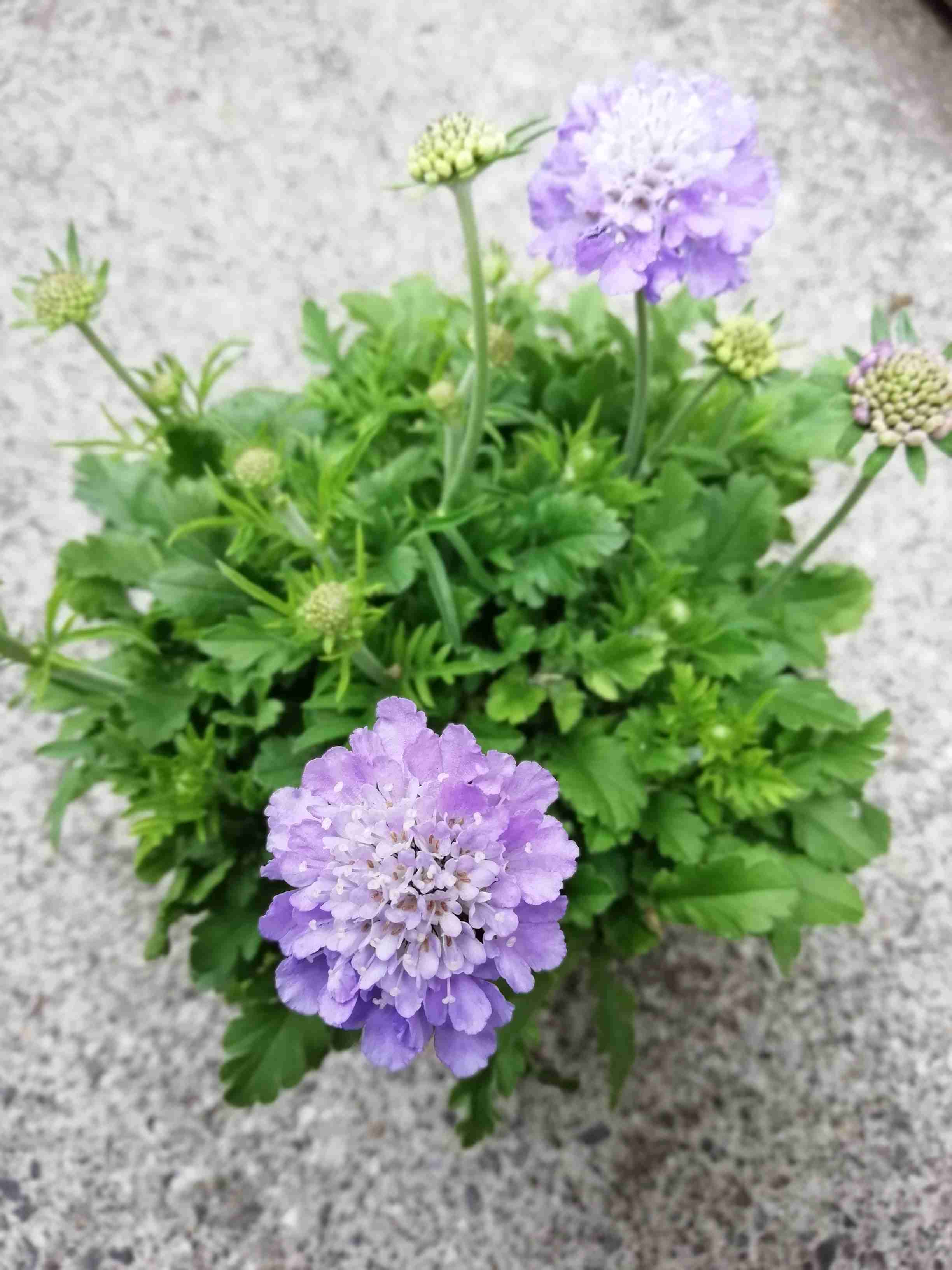 【ガーデニング】ガルちゃん園芸部【花・植物】part.12