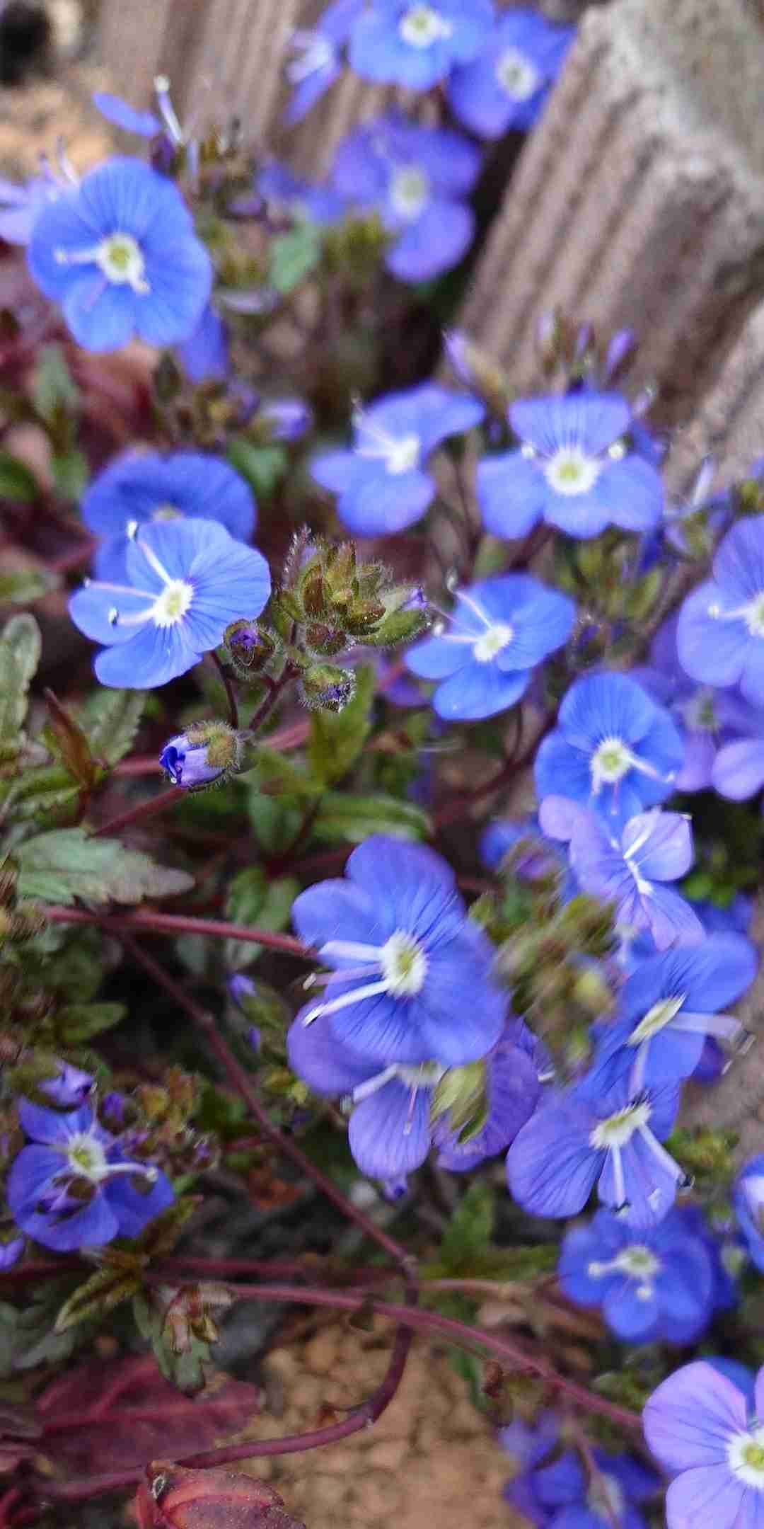 【ガーデニング】ガルちゃん園芸部【花・植物】part.12