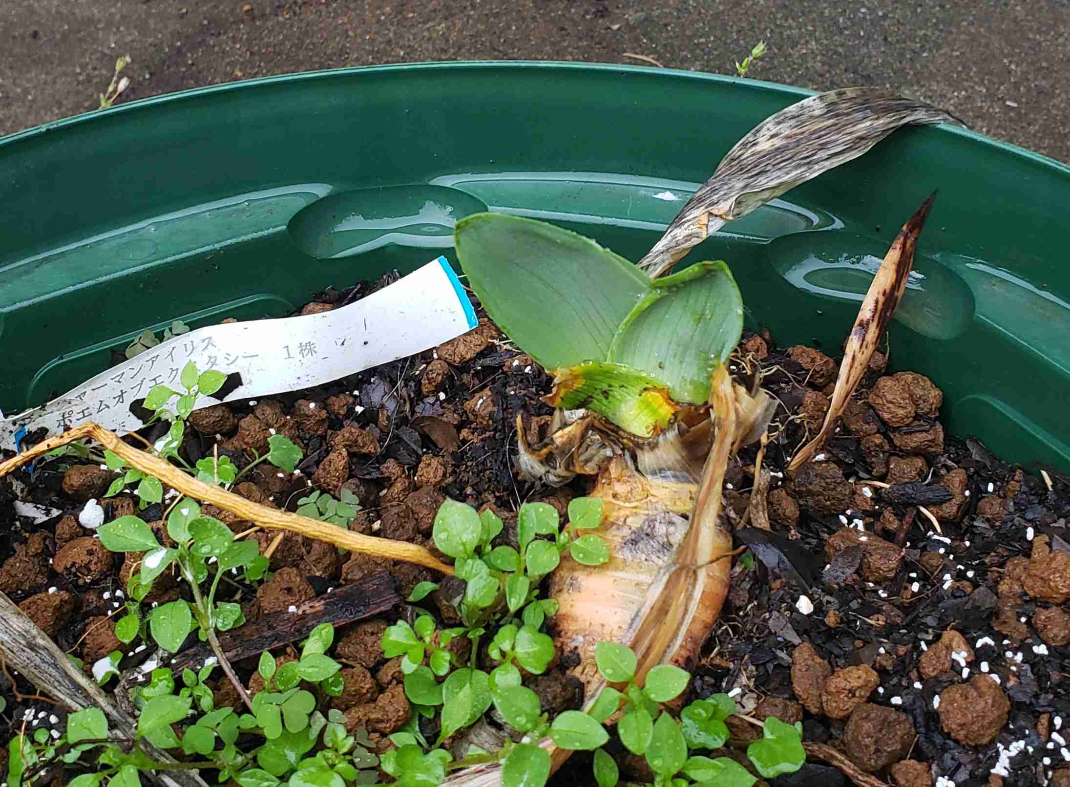 【ガーデニング】ガルちゃん園芸部【花・植物】part.12
