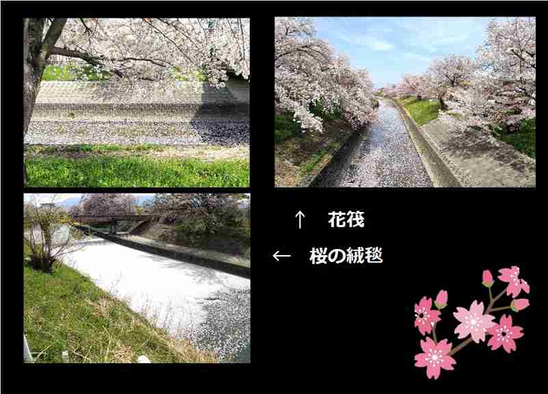 【ガーデニング】ガルちゃん園芸部【花・植物】part.12