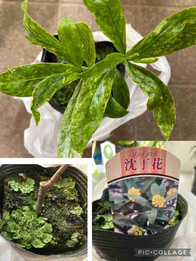【ガーデニング】ガルちゃん園芸部【花・植物】part.12