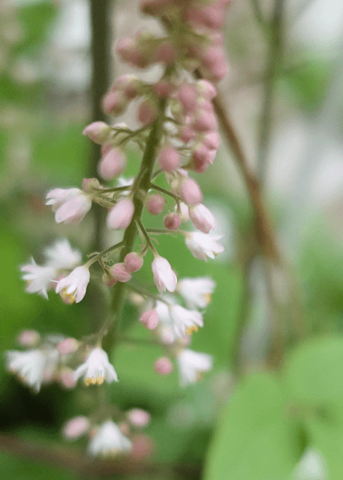 【ガーデニング】ガルちゃん園芸部【花・植物】part.12