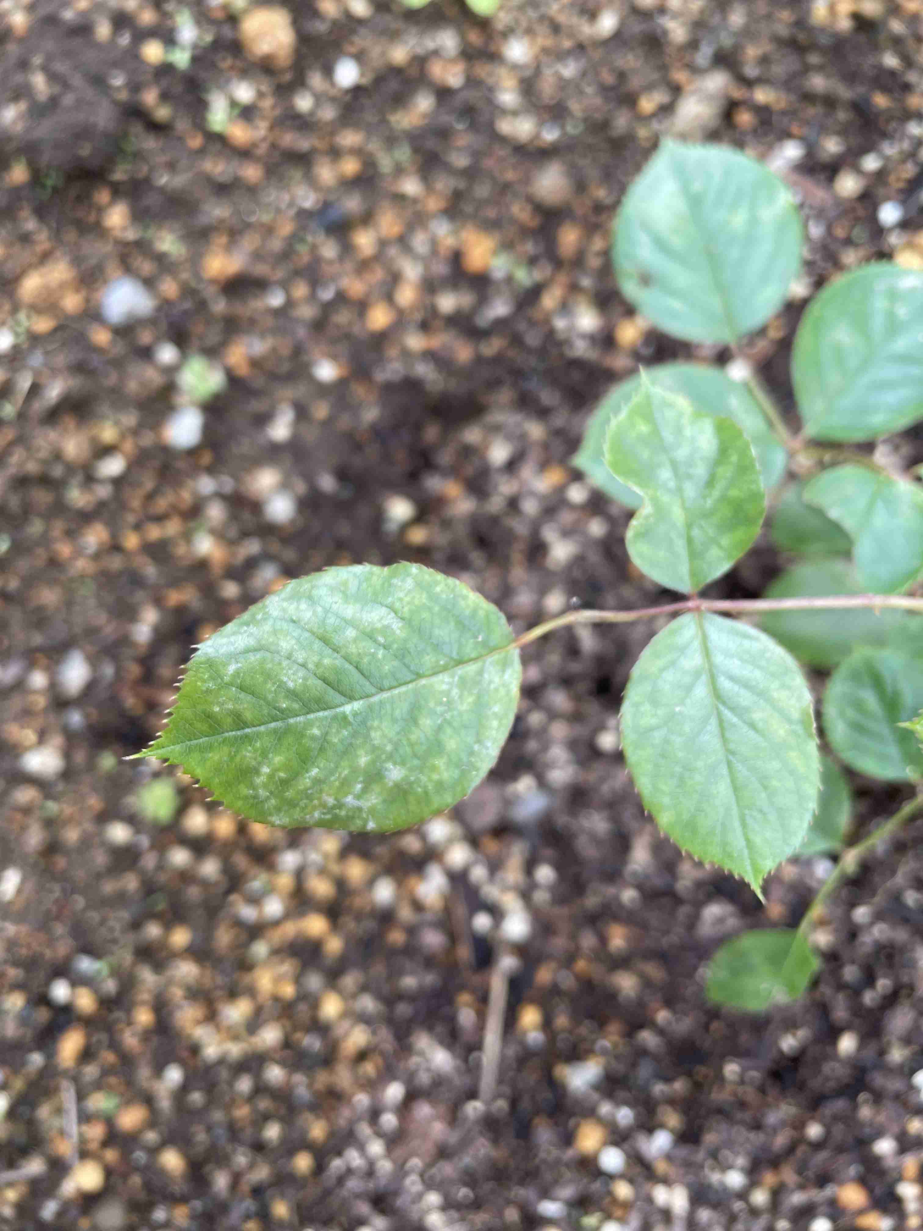 【ガーデニング】ガルちゃん園芸部【花・植物】part.12