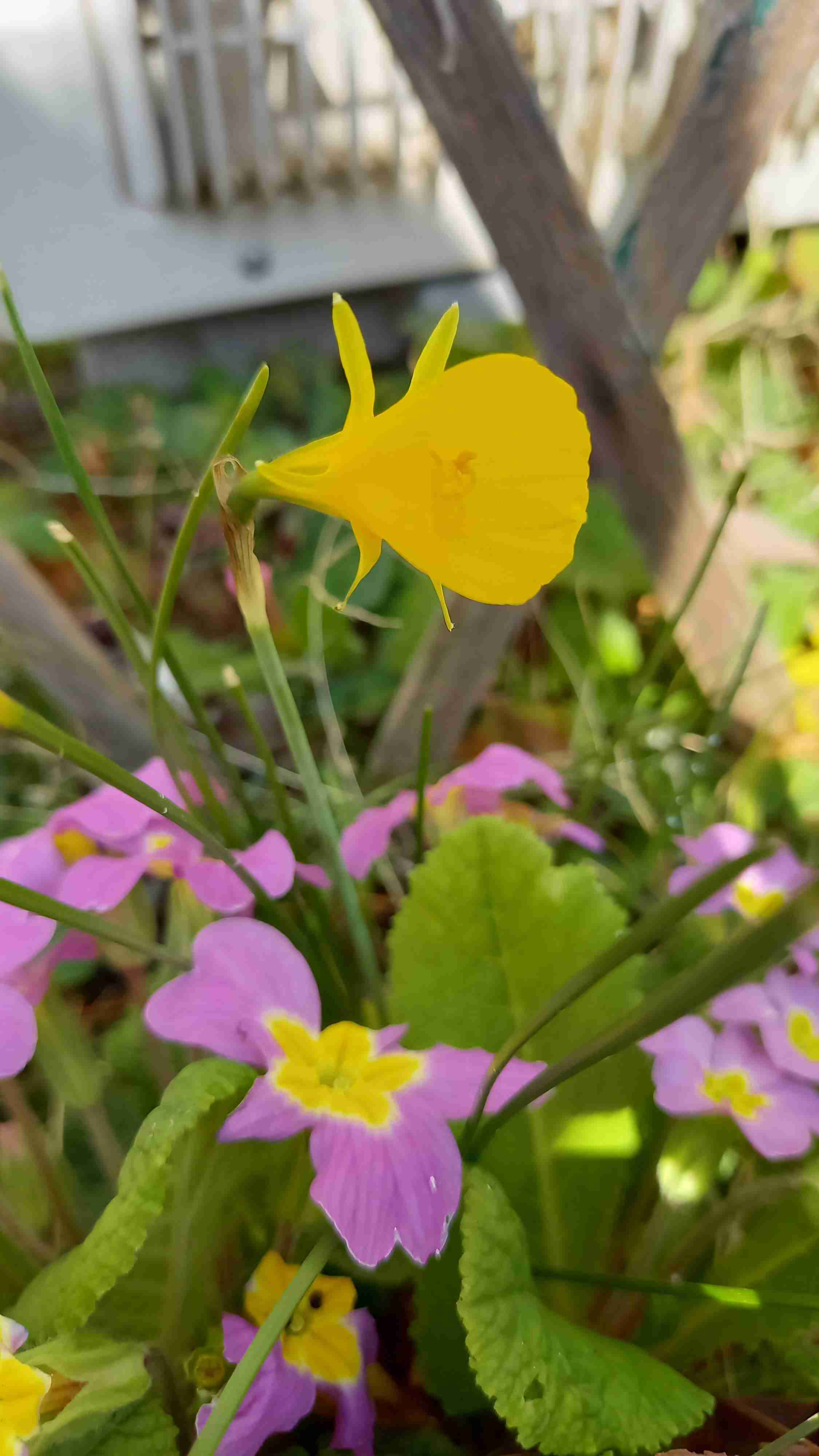 【ガーデニング】ガルちゃん園芸部【花・植物】part.12