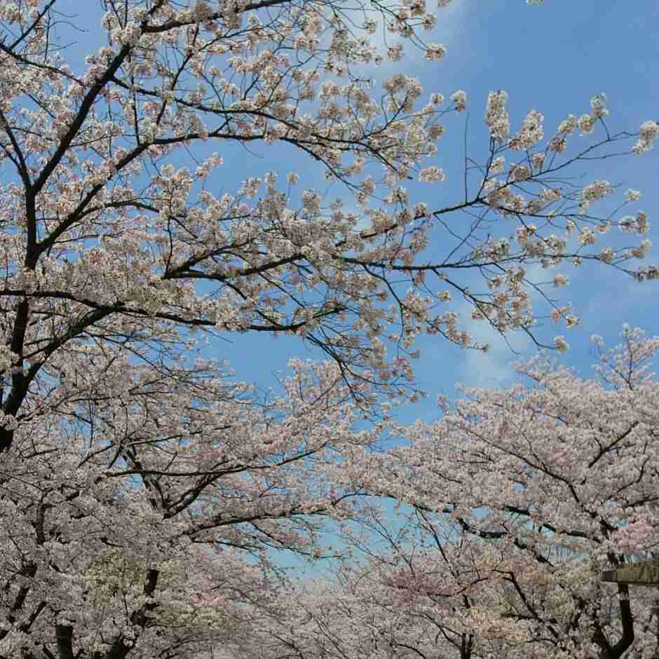 【ガーデニング】ガルちゃん園芸部【花・植物】part.12