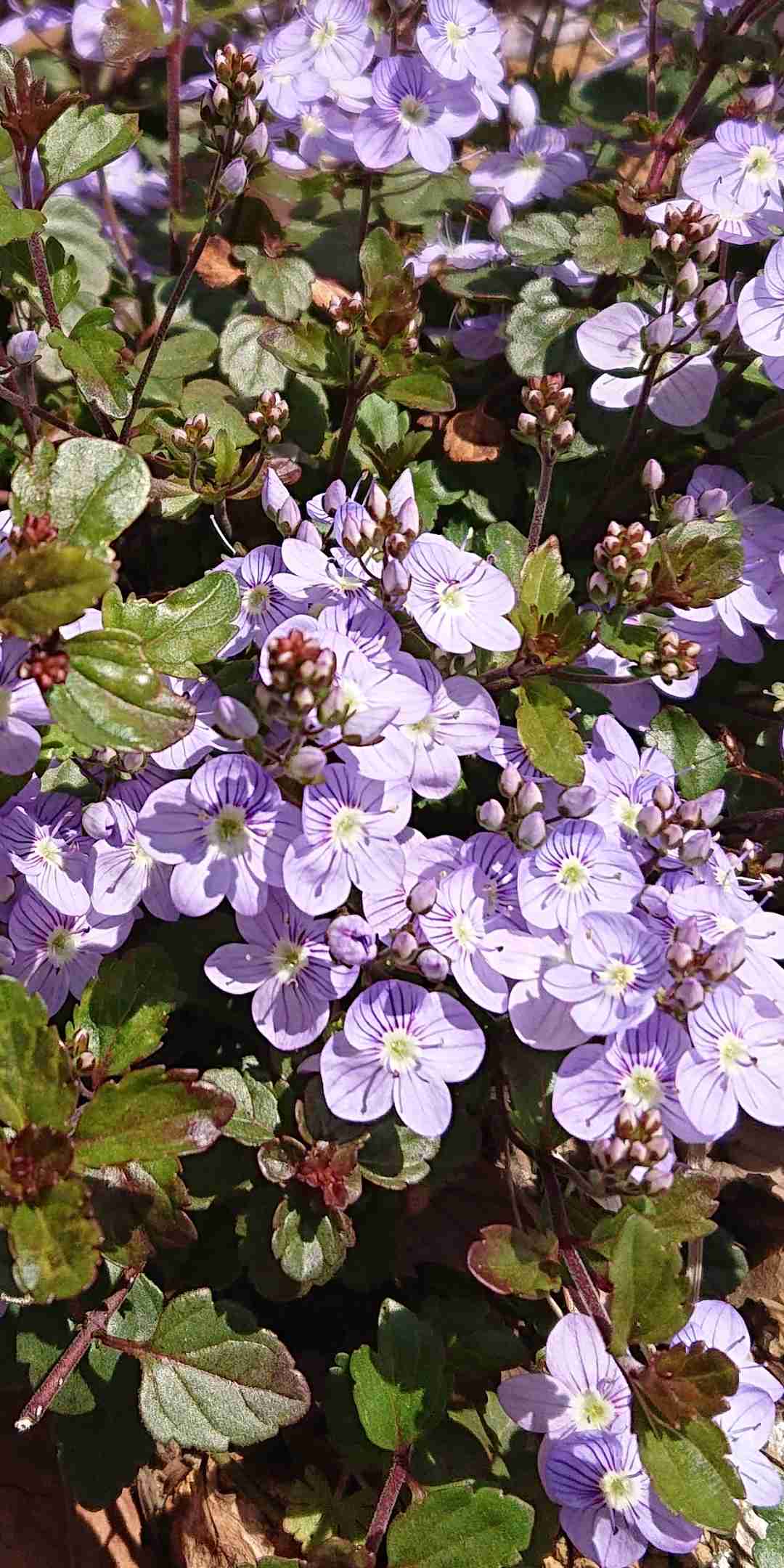 【ガーデニング】ガルちゃん園芸部【花・植物】part.12