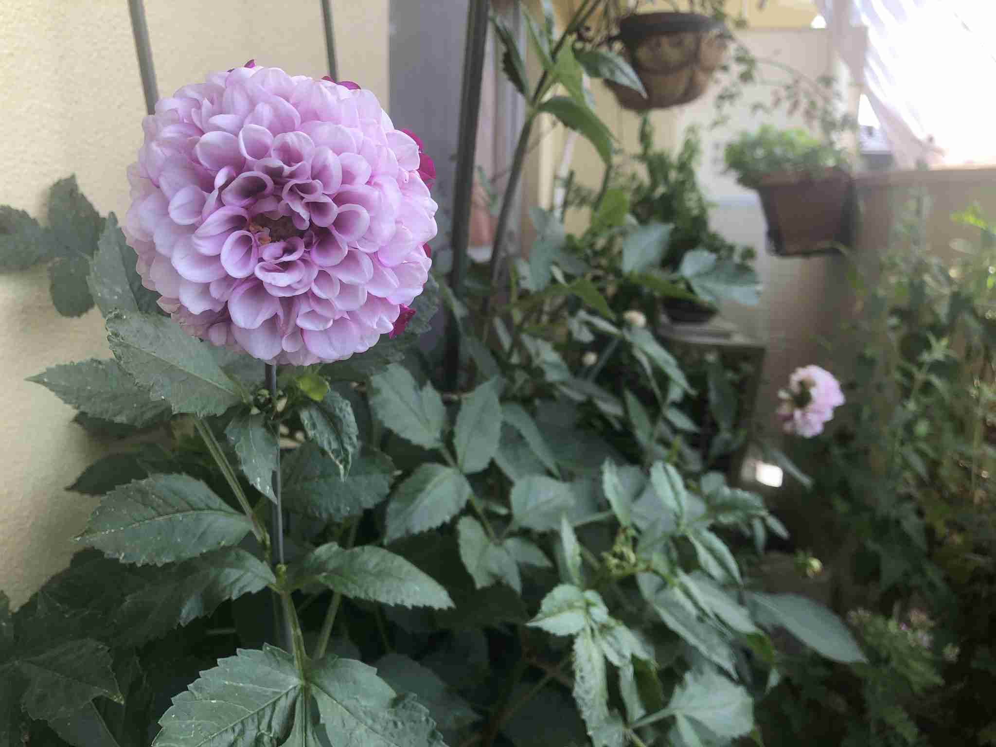 【ガーデニング】ガルちゃん園芸部【花・植物】part.12
