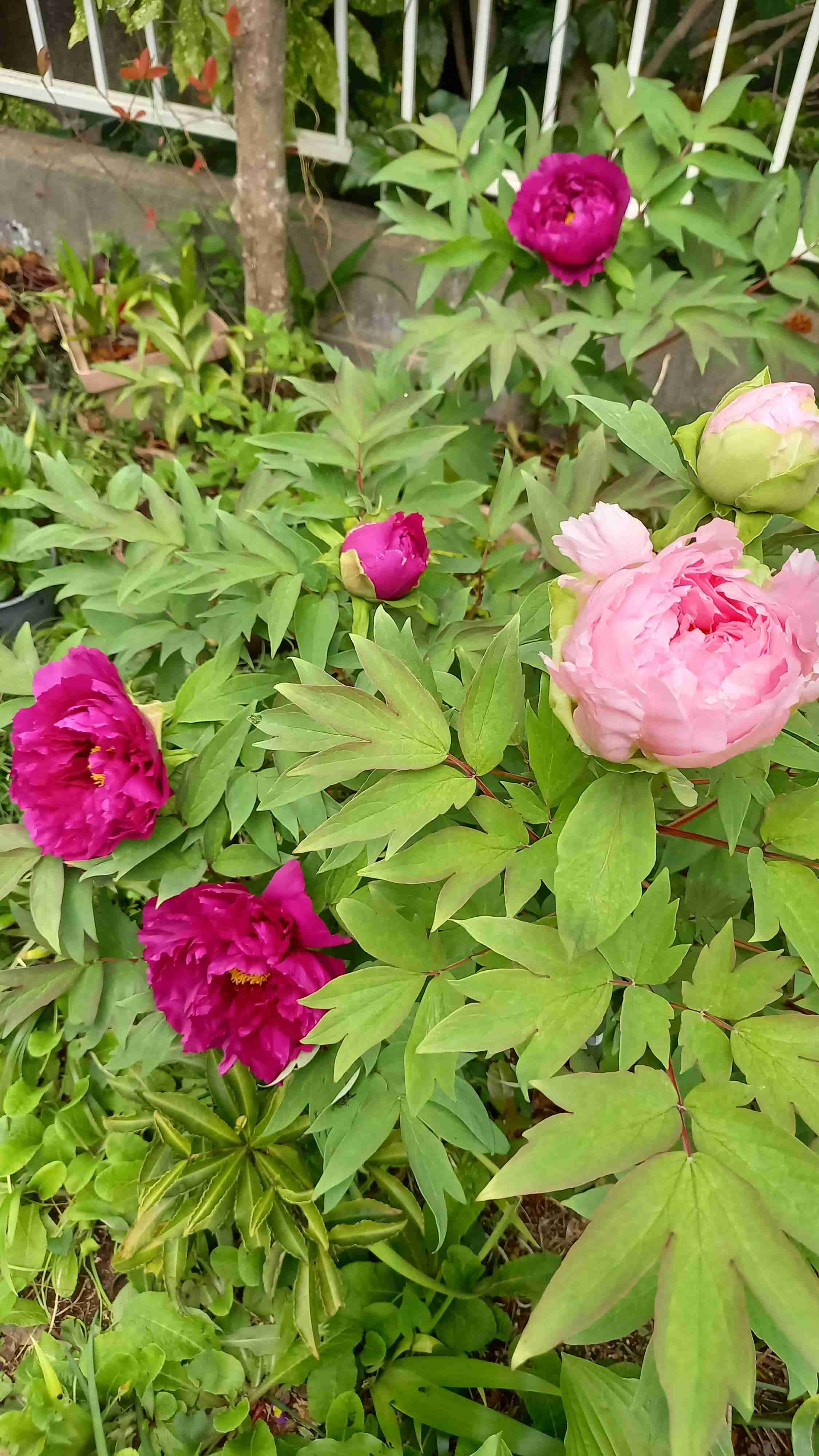 【ガーデニング】ガルちゃん園芸部【花・植物】part.12