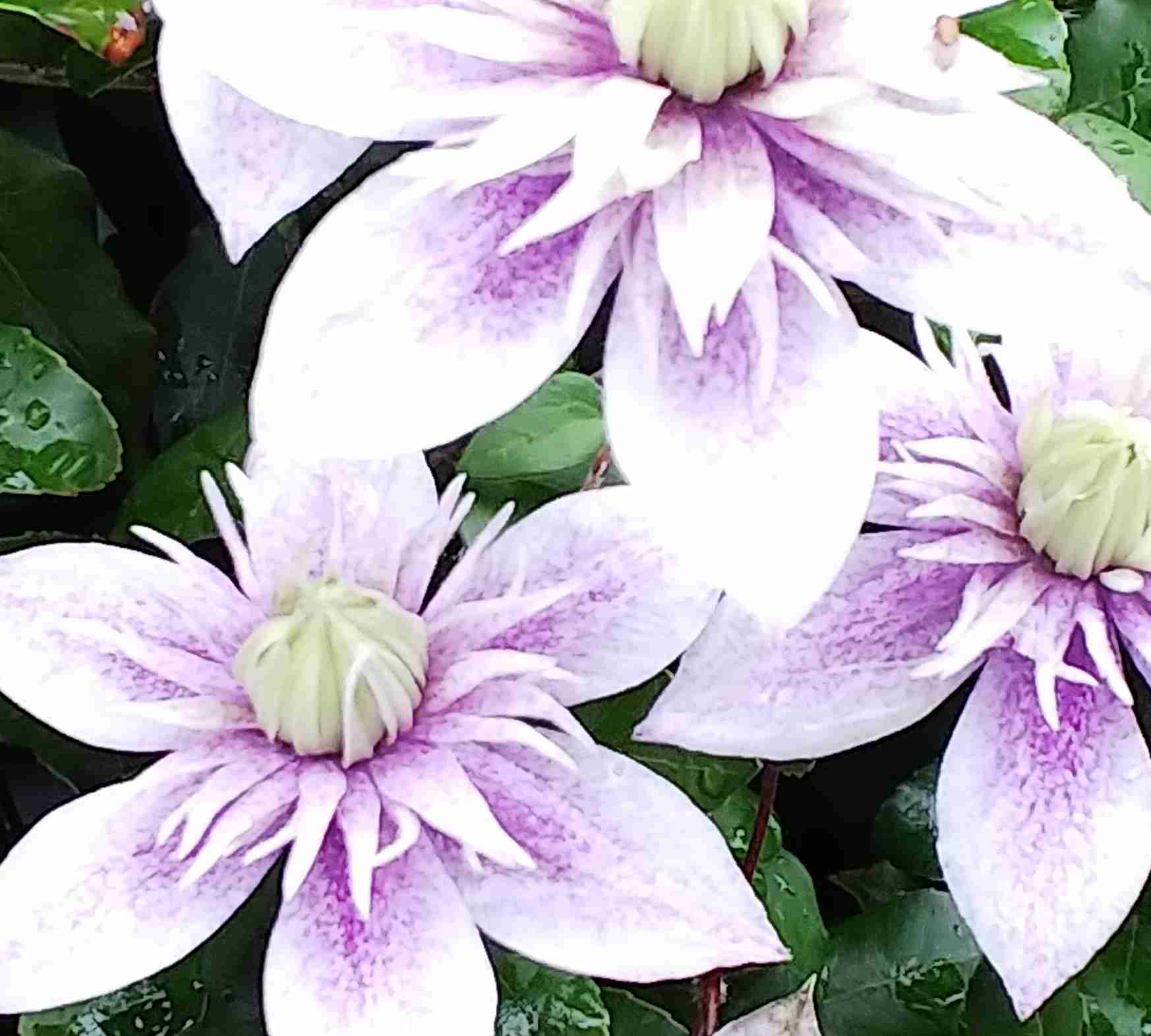 【ガーデニング】ガルちゃん園芸部【花・植物】part.12