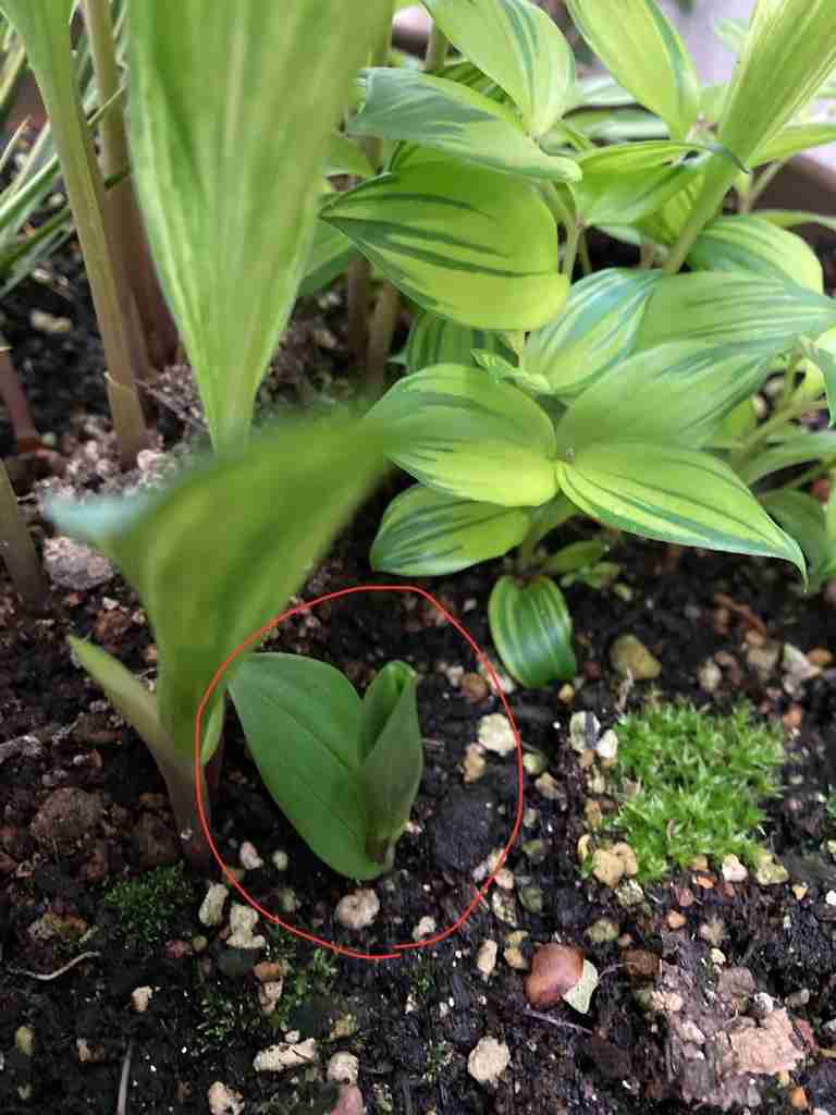 【ガーデニング】ガルちゃん園芸部【花・植物】part.12