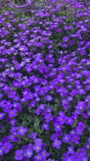 【ガーデニング】ガルちゃん園芸部【花・植物】part.12